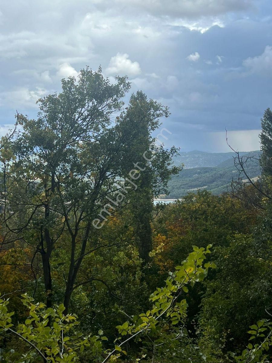 Meyve Ve Ceviz Bahçesi - Görsel 2