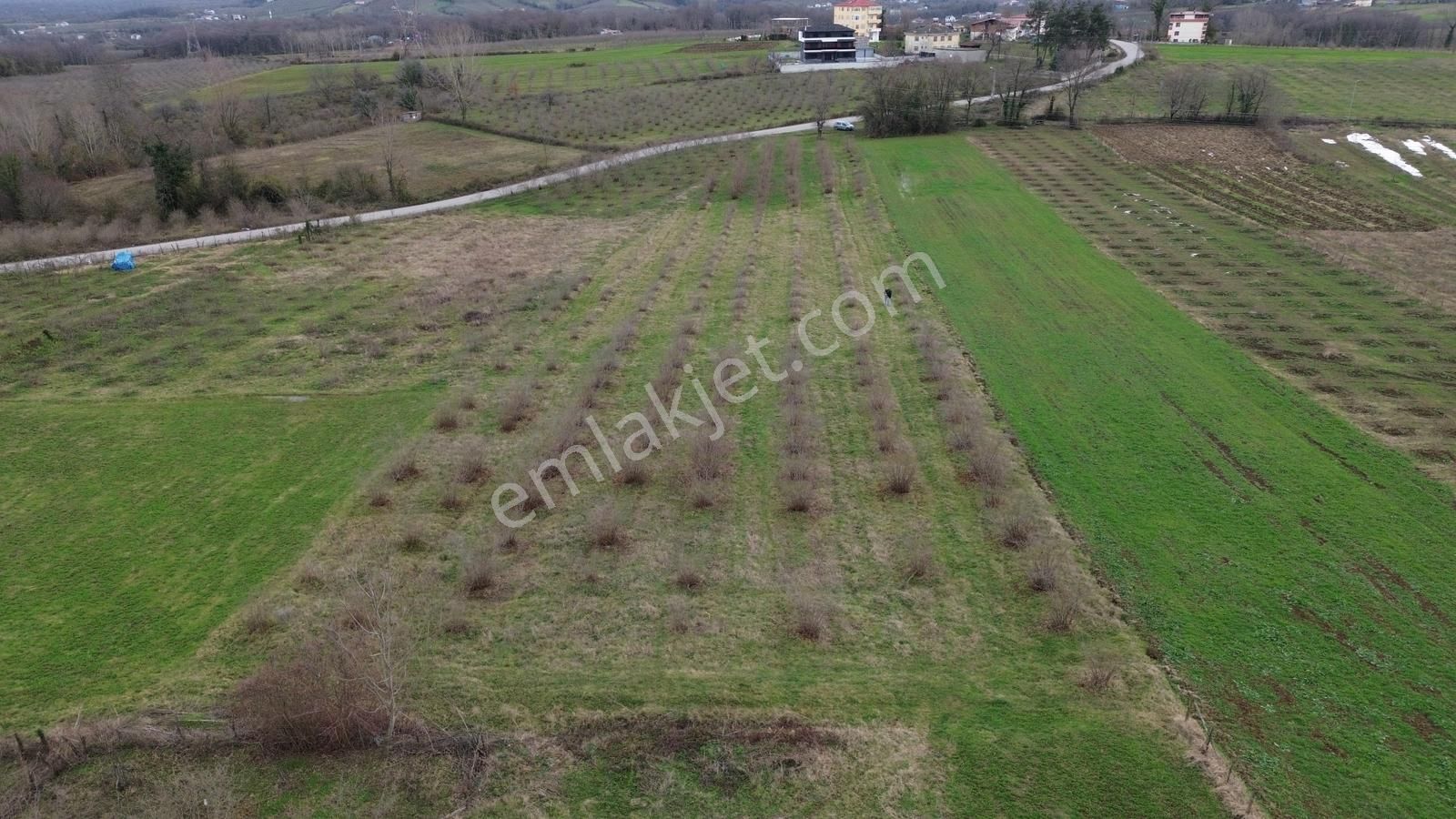 Duru Yapı Gayrimenkulden Satılık 2035 M2 Fındık Bahçesi - Görsel 9