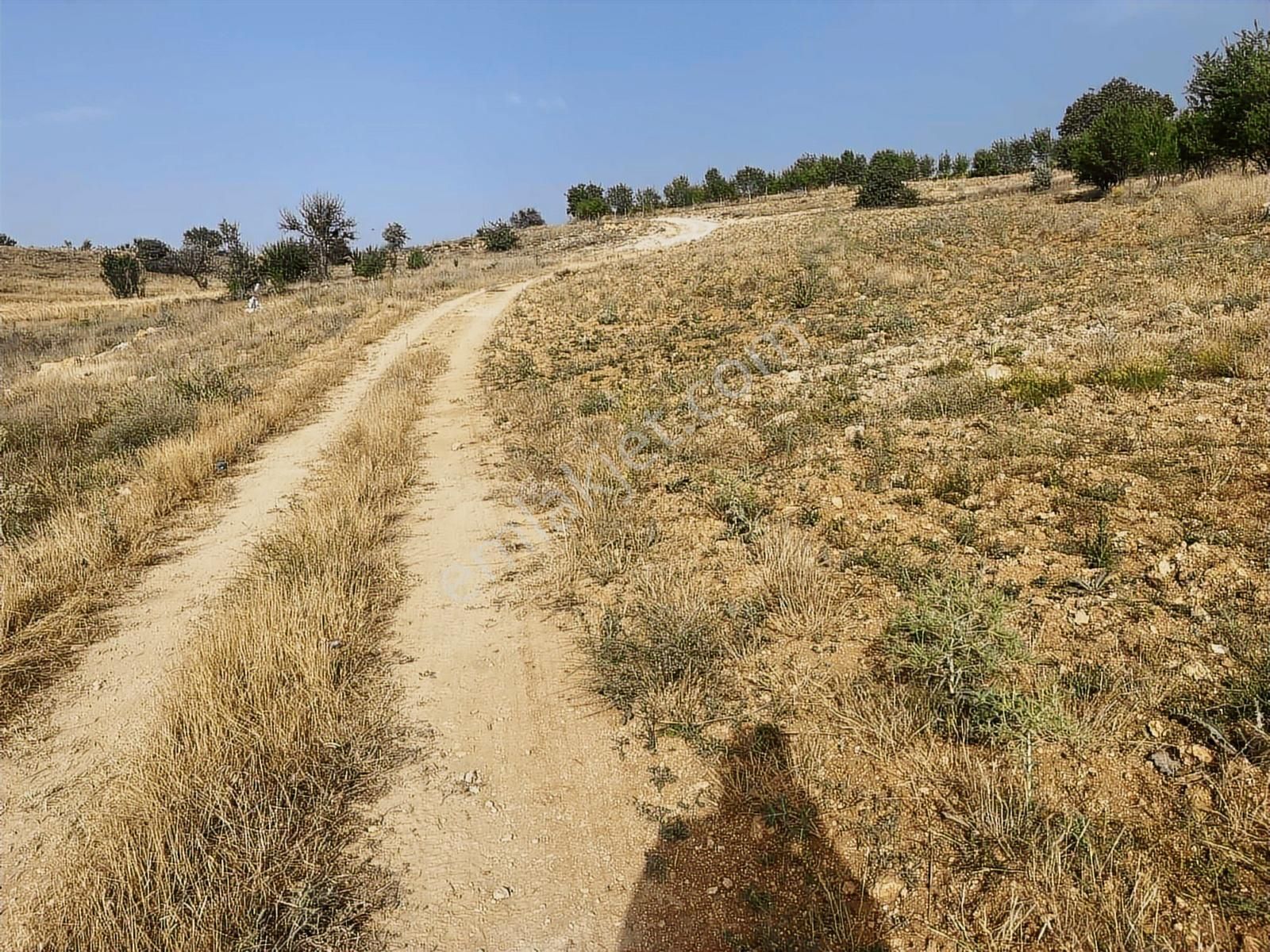3024 Mt.tarla..yol,su Var.tek Tapu.içinde Üzüm Bağı Var. - Görsel 24