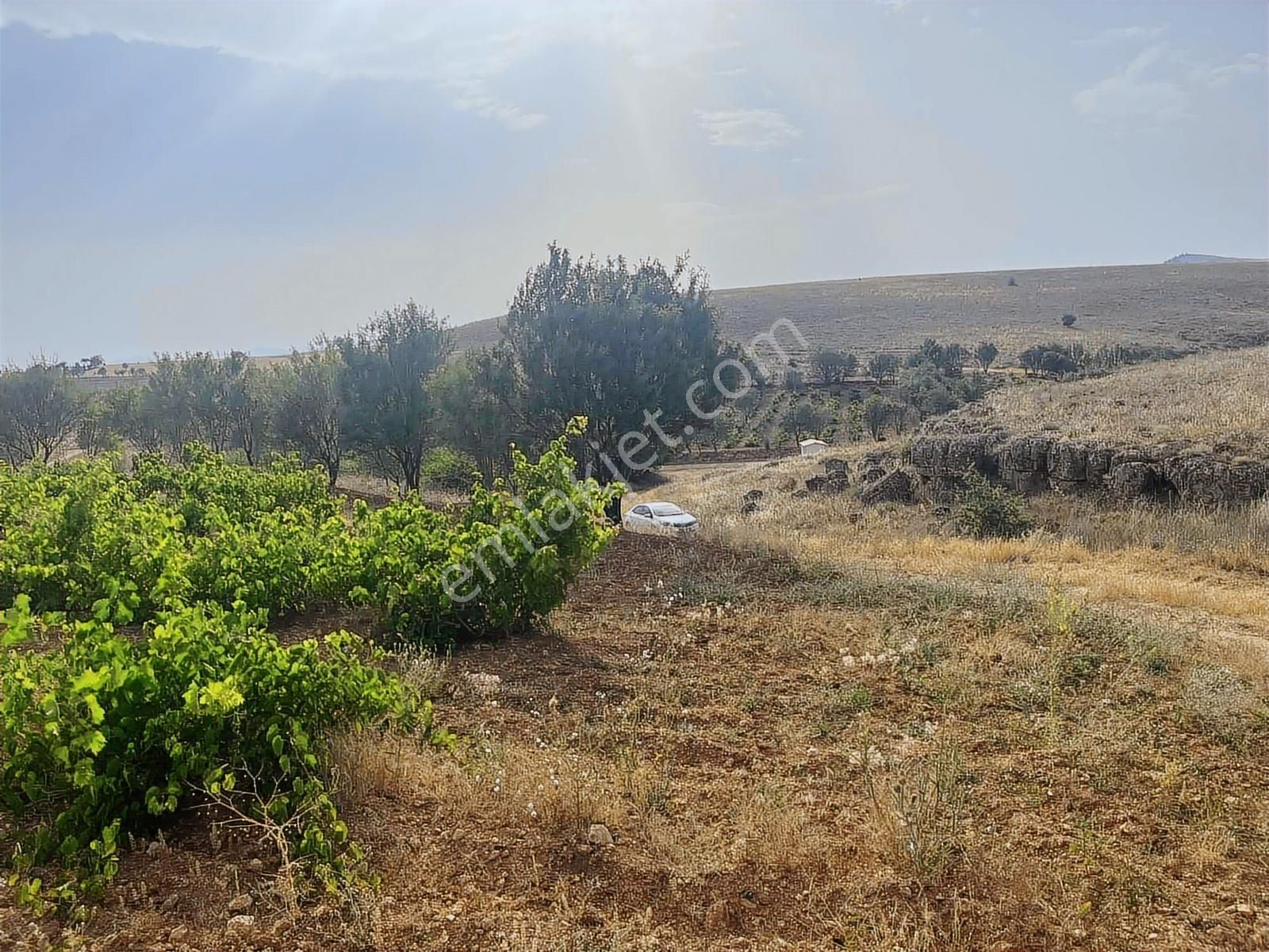 3024 Mt.tarla..yol,su Var.tek Tapu.içinde Üzüm Bağı Var. - Görsel 7