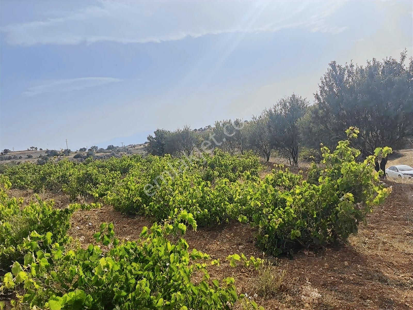 3024 Mt.tarla..yol,su Var.tek Tapu.içinde Üzüm Bağı Var.