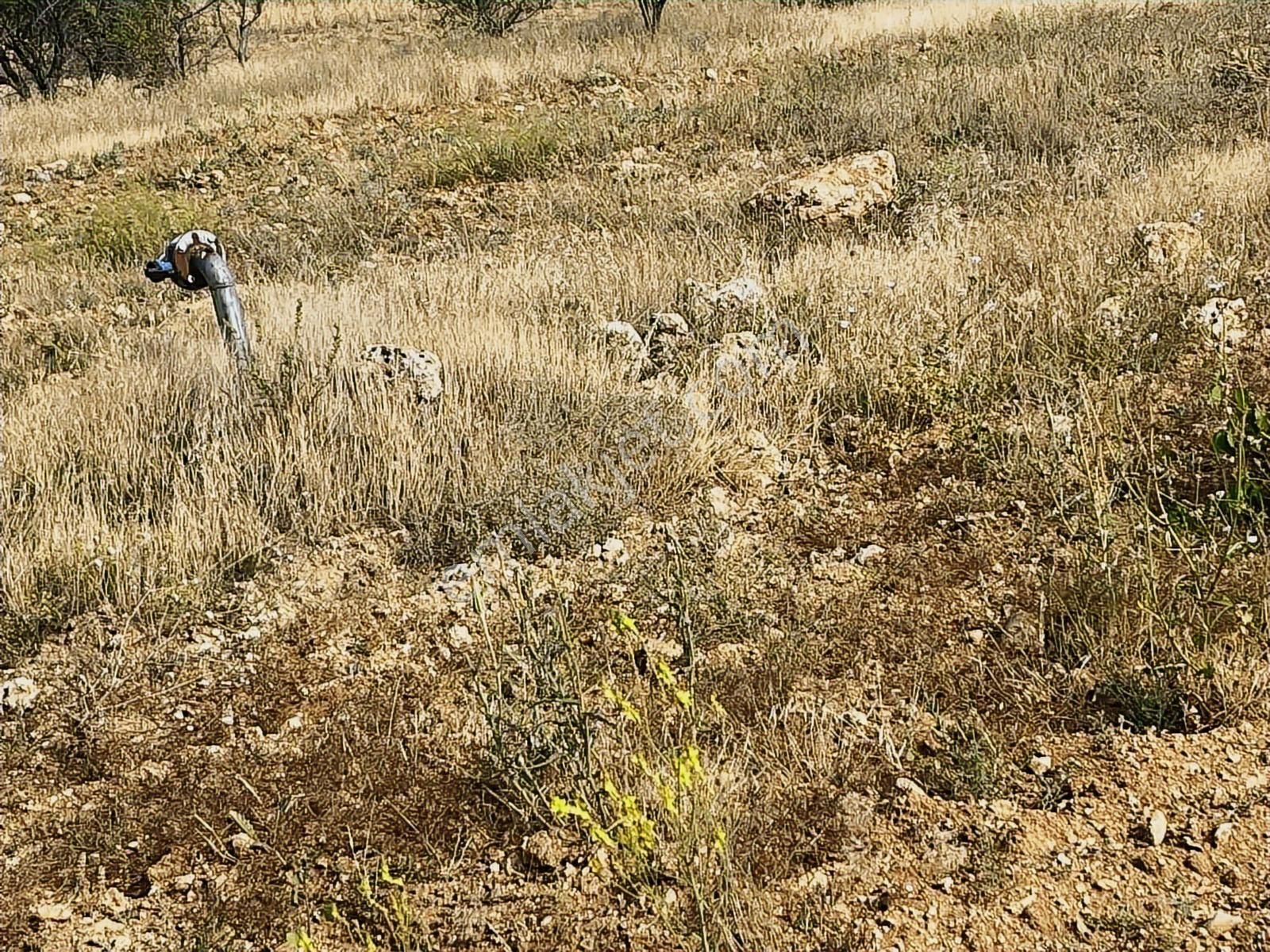 3024 Mt.tarla..yol,su Var.tek Tapu.içinde Üzüm Bağı Var. - Görsel 19