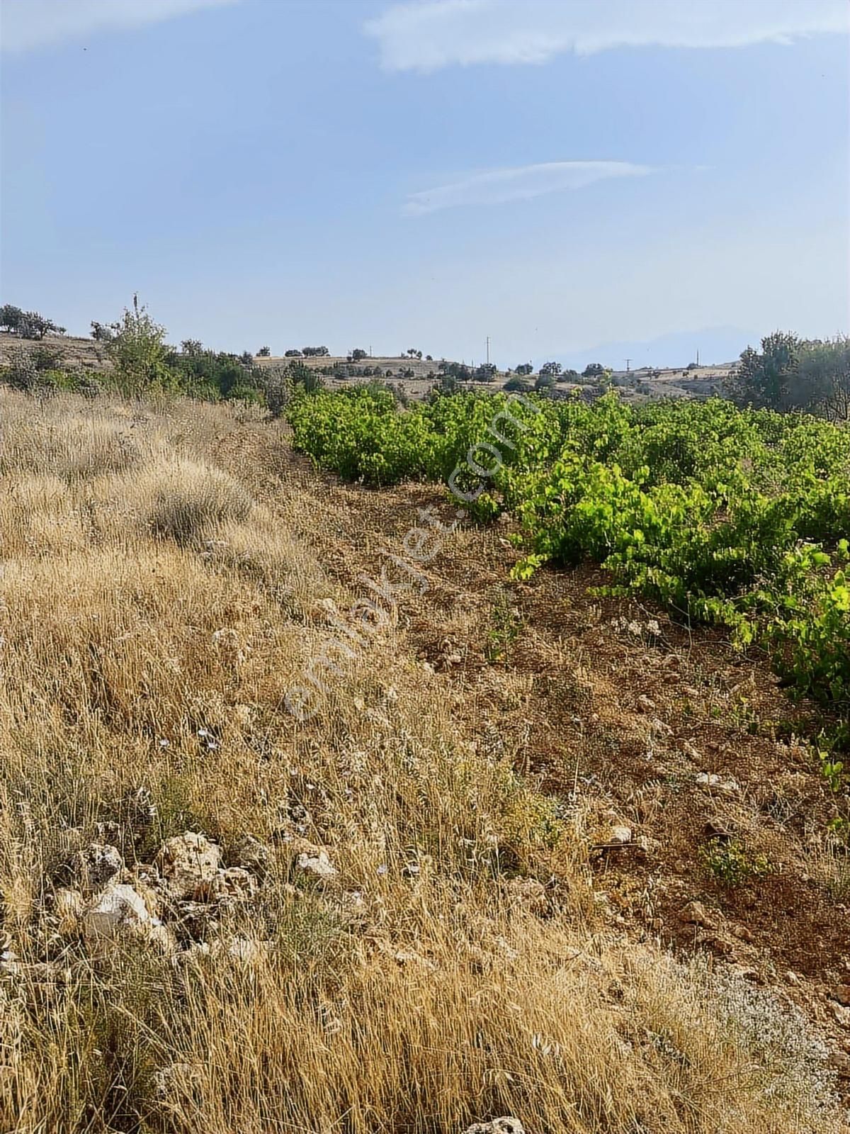 3024 Mt.tarla..yol,su Var.tek Tapu.içinde Üzüm Bağı Var. - Görsel 18