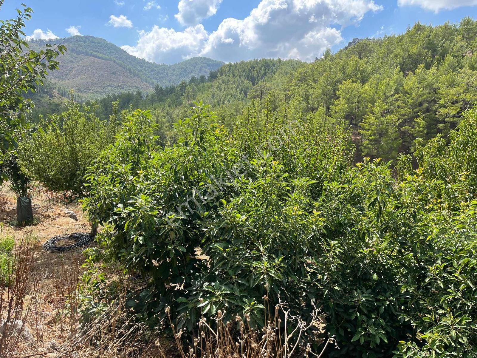 Satılık 8.300 M2 Avakado Ve Zeytin Bahçesi Fırsat Tarla - Görsel 26