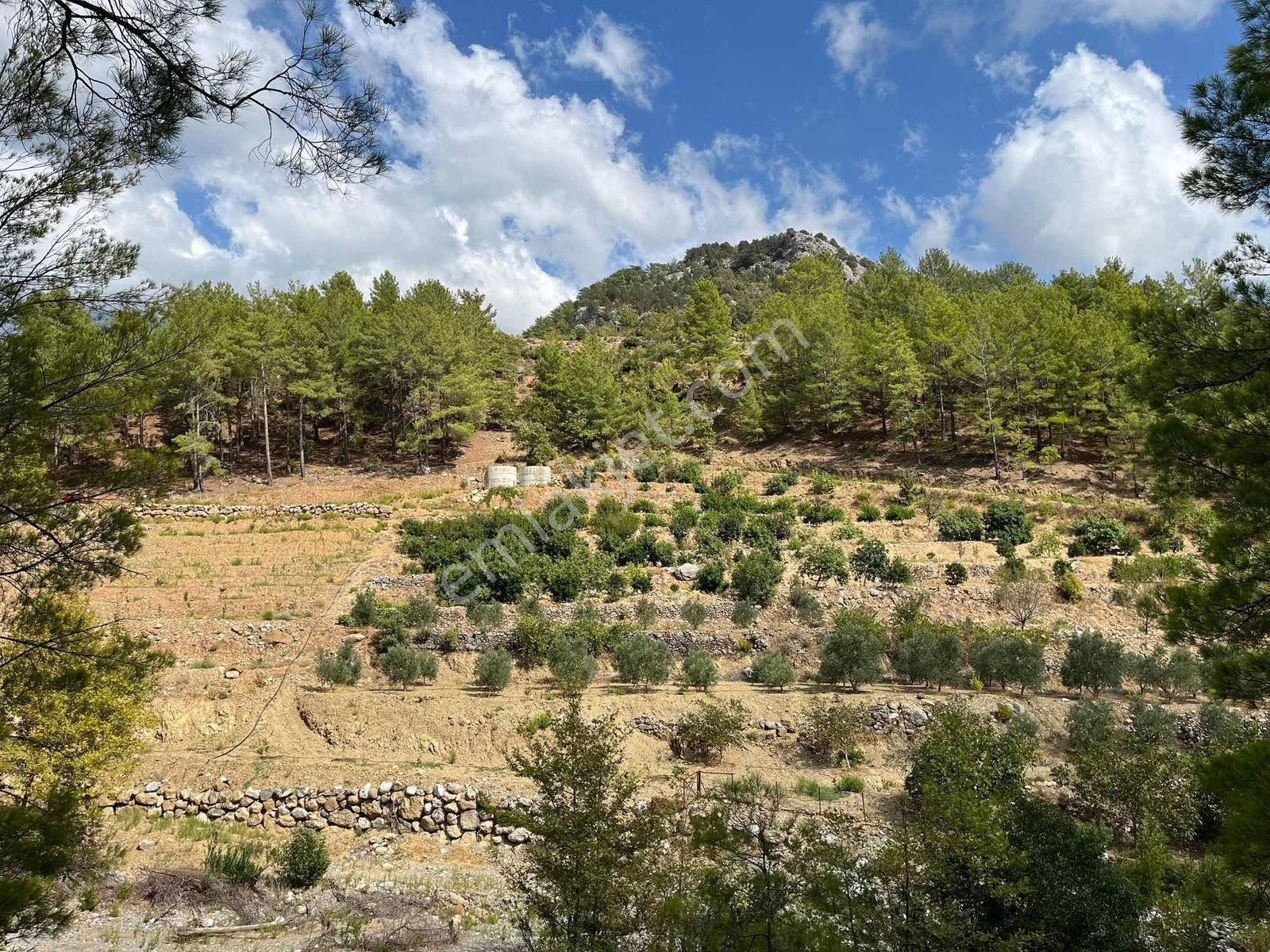 Satılık 8.300 M2 Avakado Ve Zeytin Bahçesi Fırsat Tarla - Görsel 11