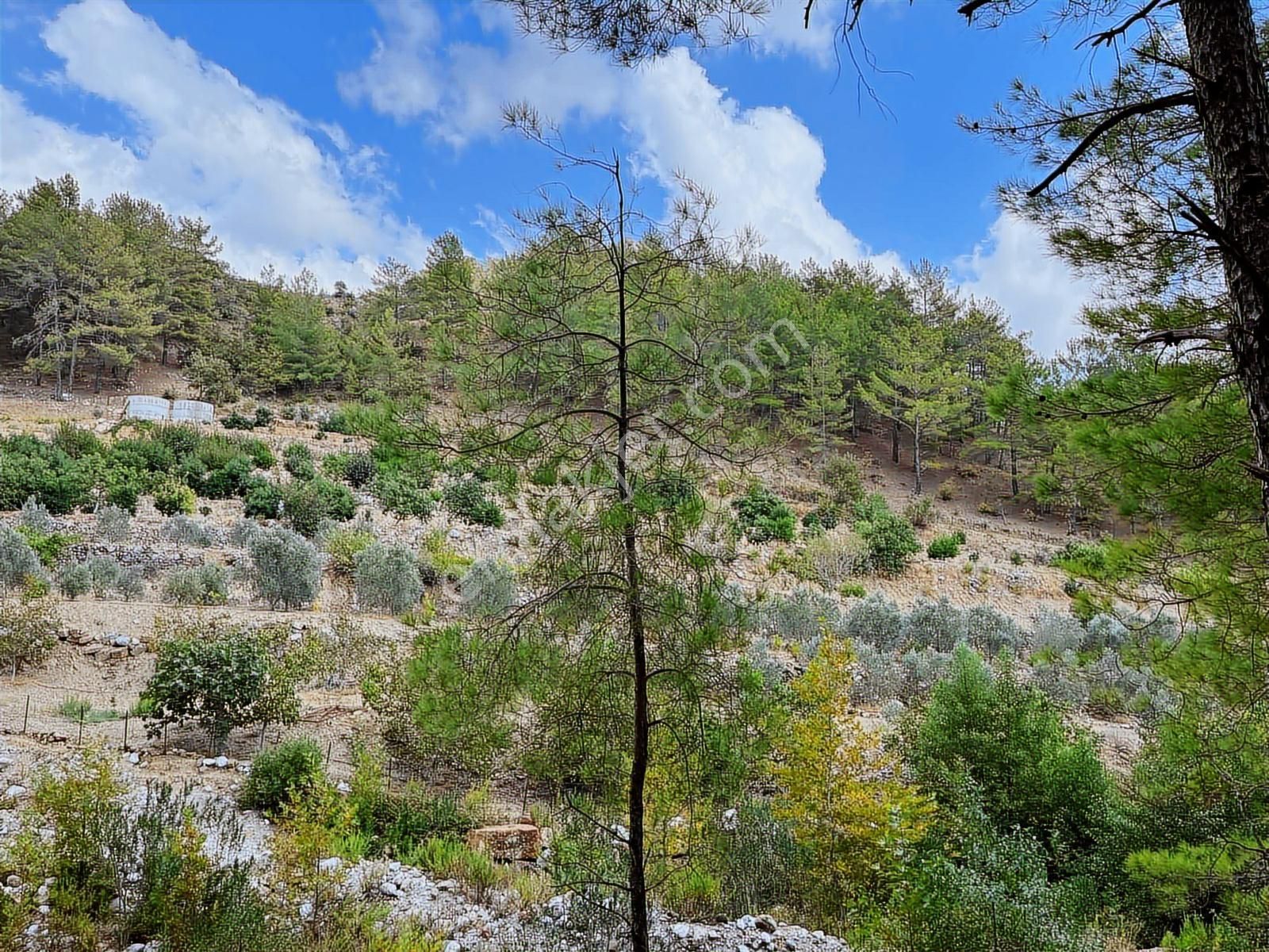 Satılık 8.300 M2 Avakado Ve Zeytin Bahçesi Fırsat Tarla - Görsel 24