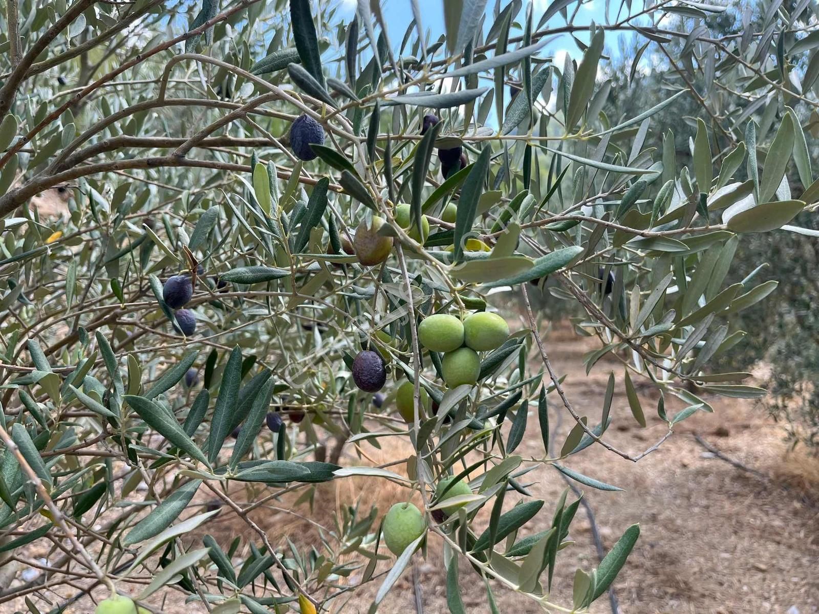Satılık 8.300 M2 Avakado Ve Zeytin Bahçesi Fırsat Tarla - Görsel 3