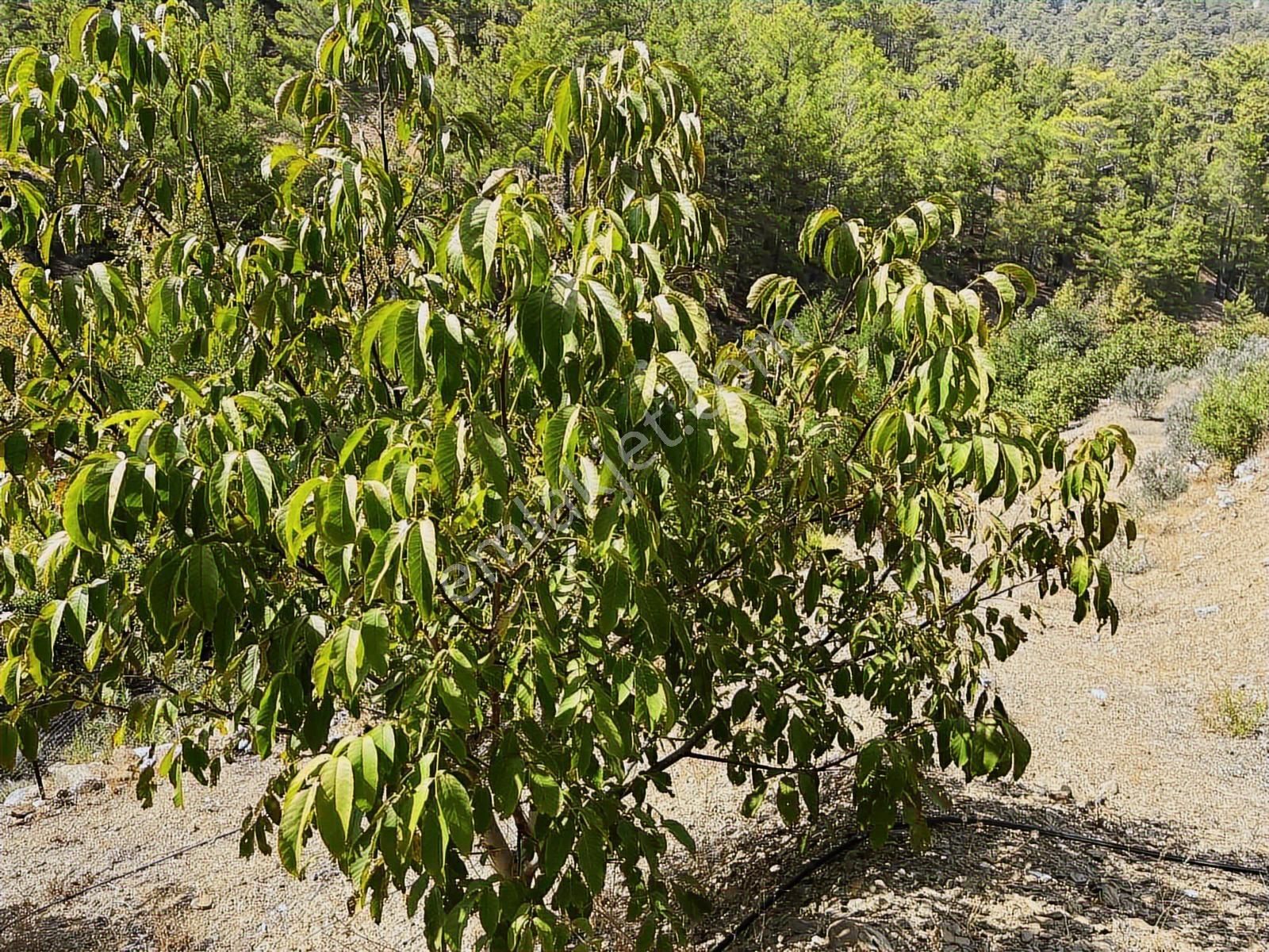 Satılık 8.300 M2 Avakado Ve Zeytin Bahçesi Fırsat Tarla - Görsel 13