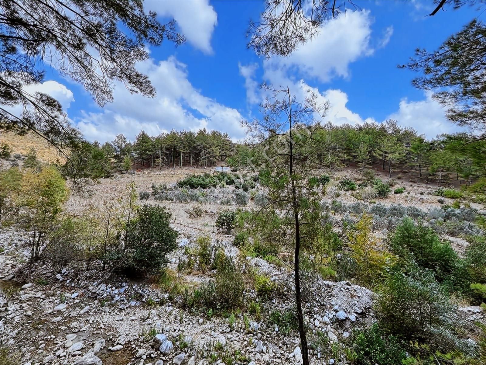 Satılık 8.300 M2 Avakado Ve Zeytin Bahçesi Fırsat Tarla - Görsel 19
