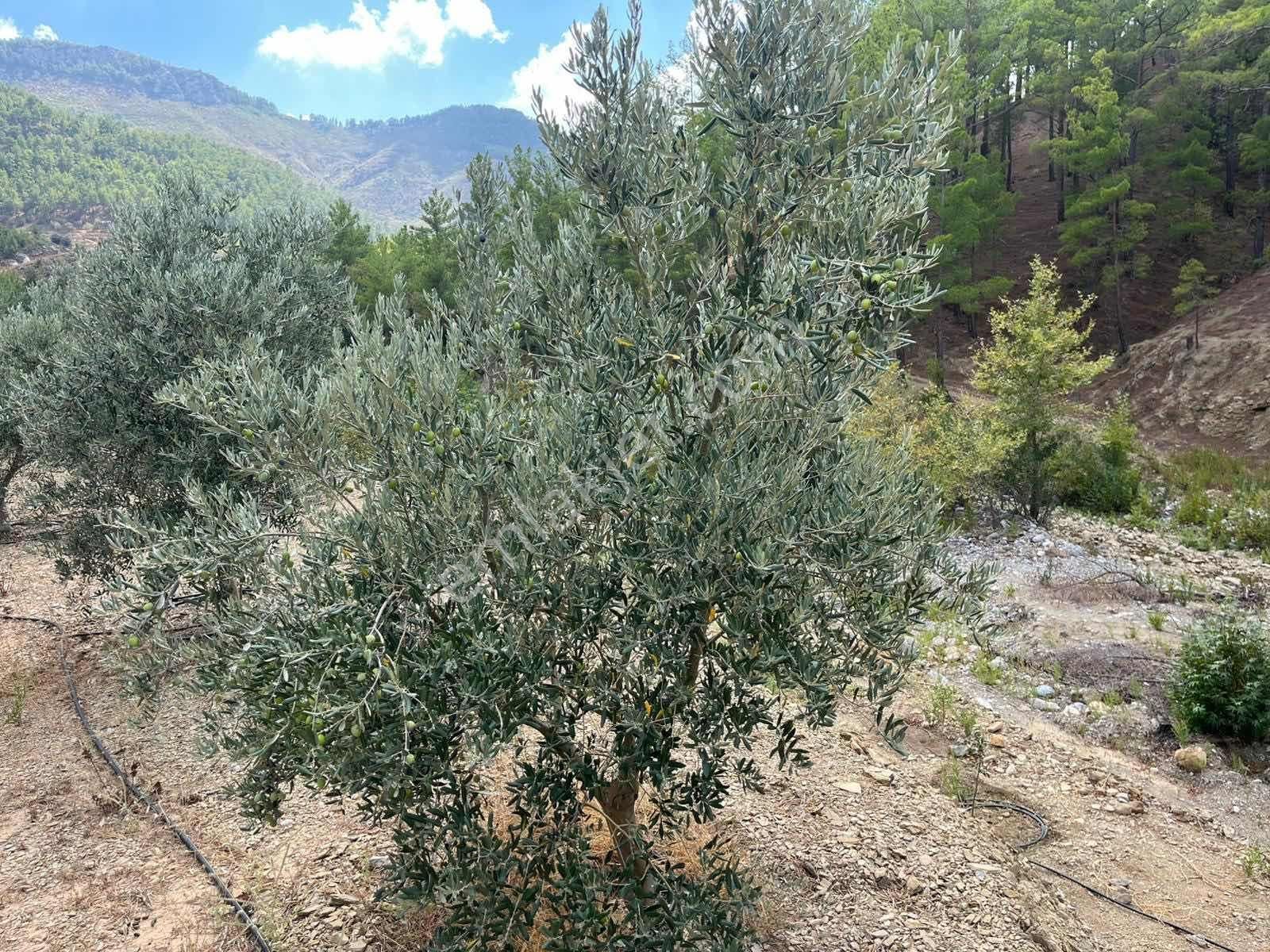 Satılık 8.300 M2 Avakado Ve Zeytin Bahçesi Fırsat Tarla - Görsel 25