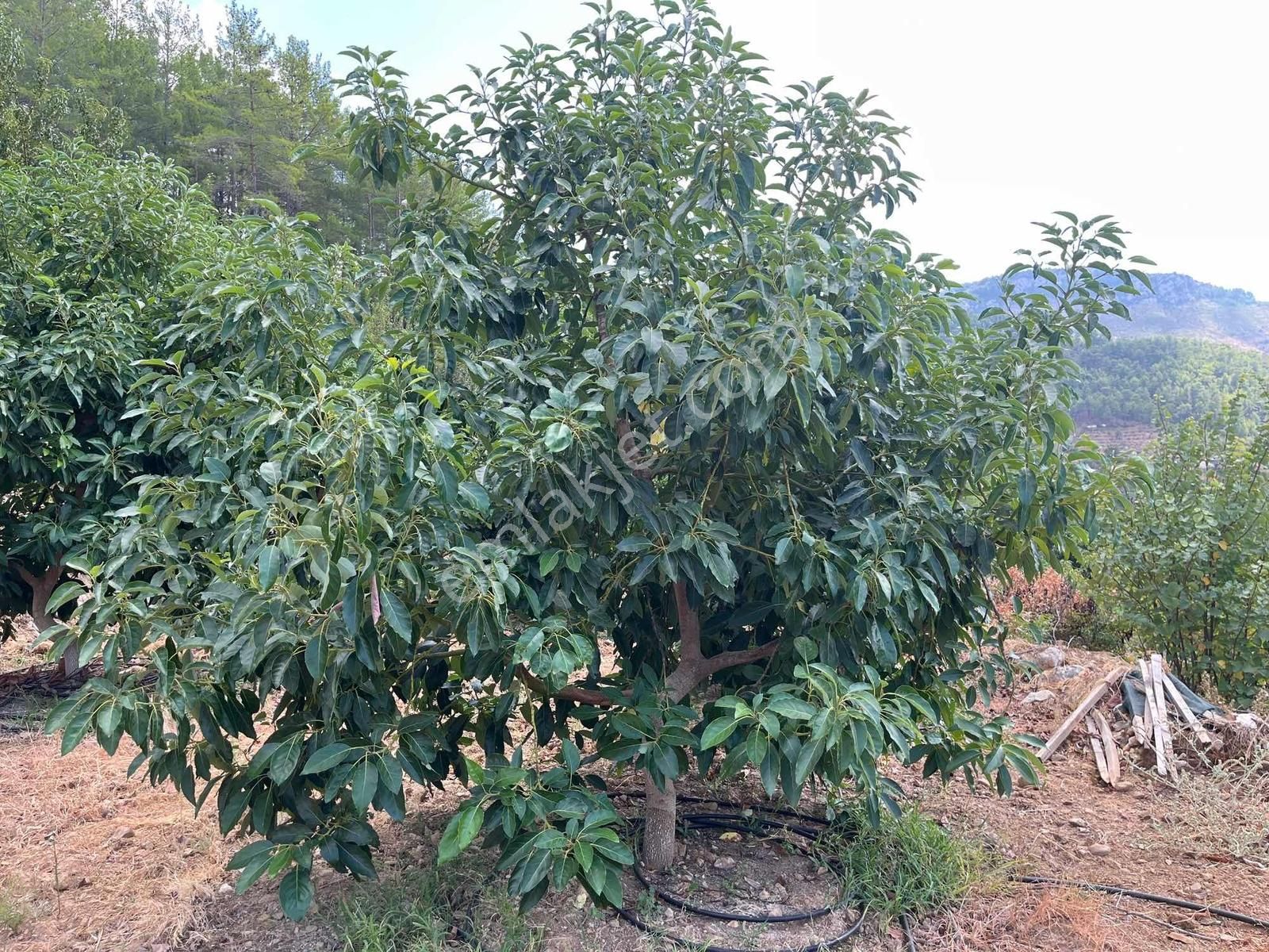 Satılık 8.300 M2 Avakado Ve Zeytin Bahçesi Fırsat Tarla - Görsel 15