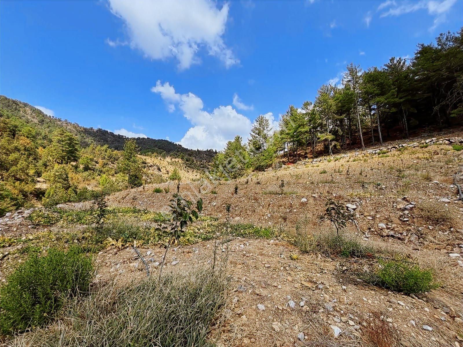 Satılık 8.300 M2 Avakado Ve Zeytin Bahçesi Fırsat Tarla - Görsel 32