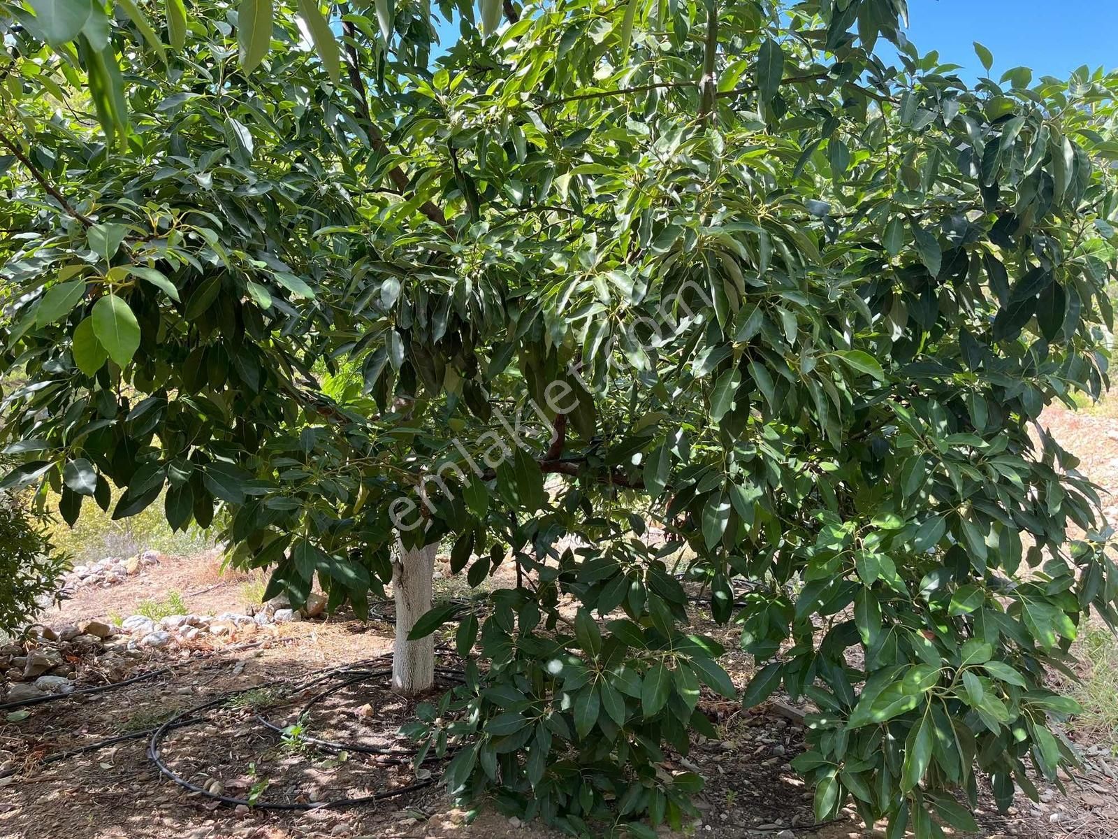 Satılık 8.300 M2 Avakado Ve Zeytin Bahçesi Fırsat Tarla - Görsel 30