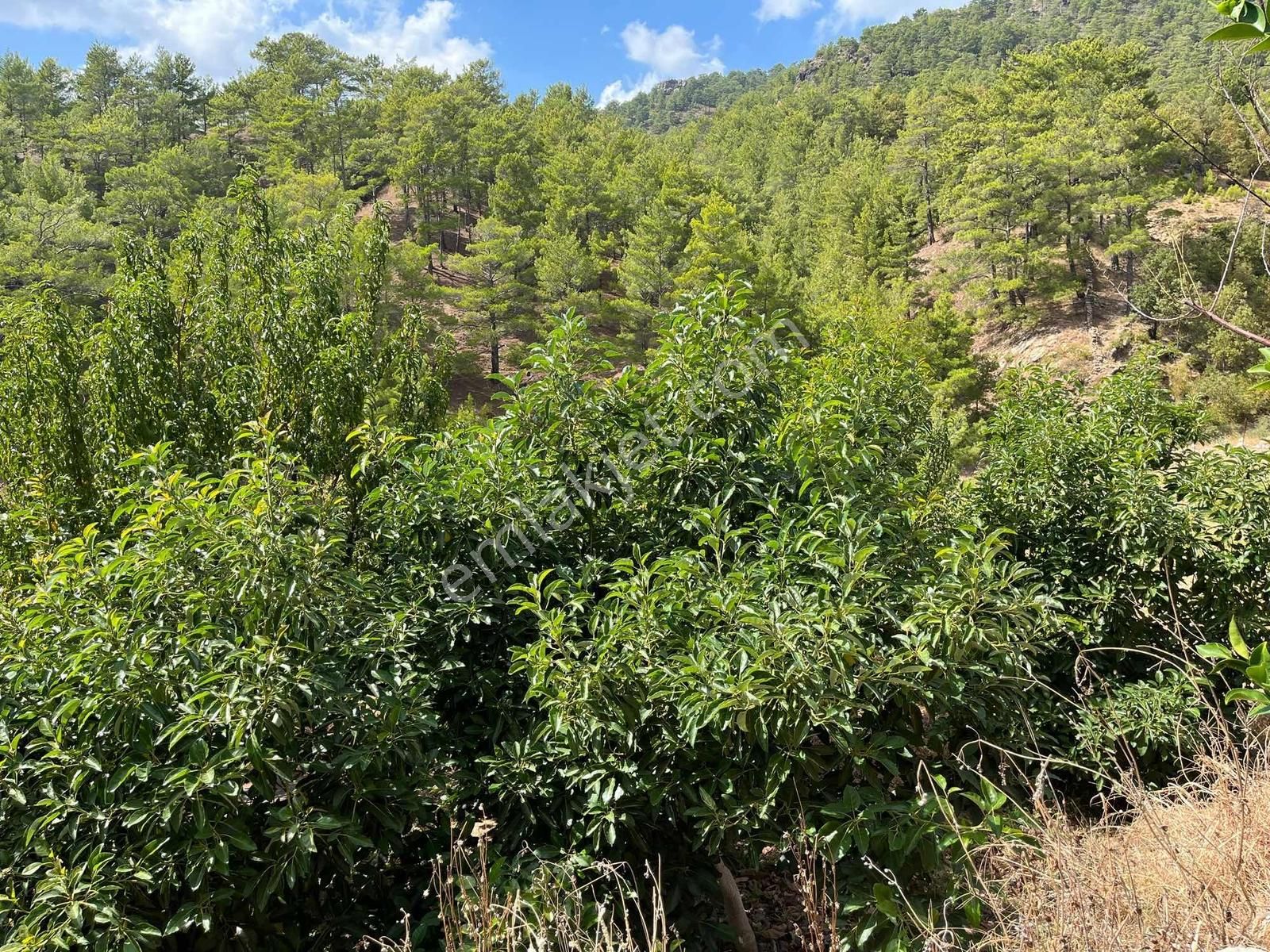 Satılık 8.300 M2 Avakado Ve Zeytin Bahçesi Fırsat Tarla - Görsel 23