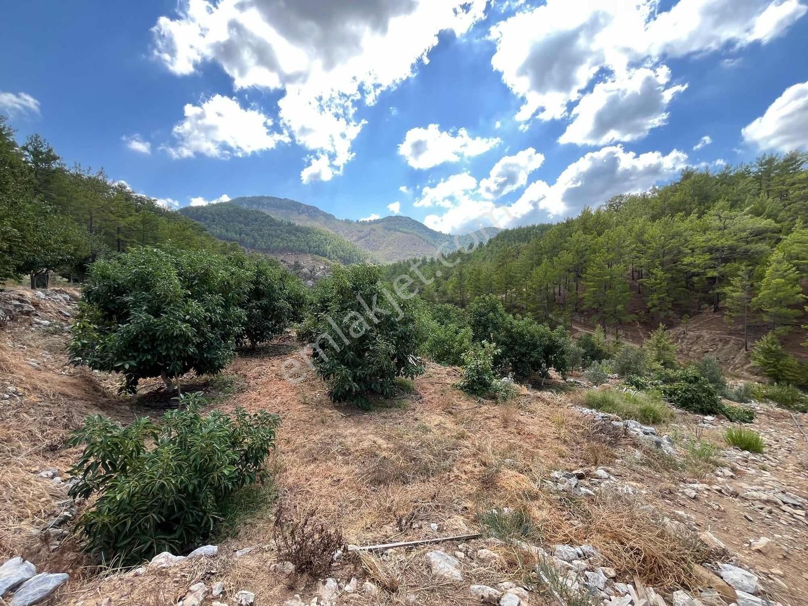 Satılık 8.300 M2 Avakado Ve Zeytin Bahçesi Fırsat Tarla - Görsel 6