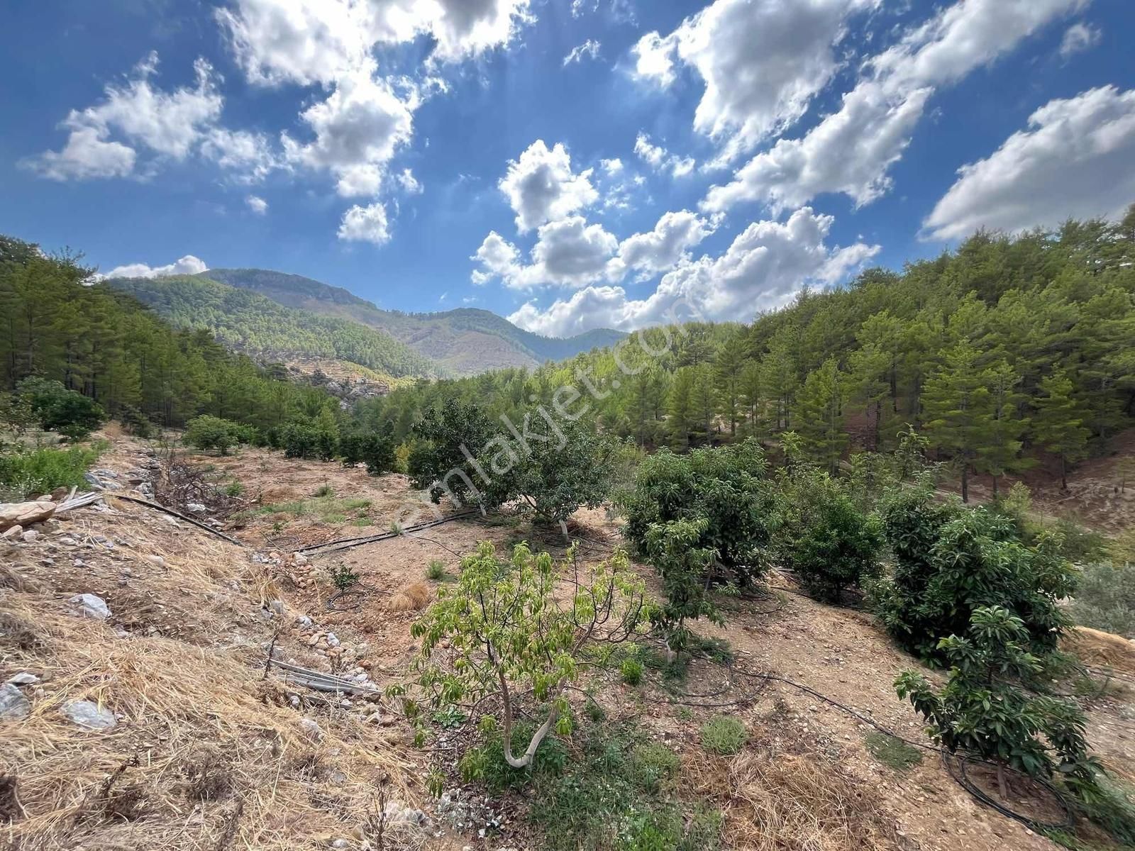 Satılık 8.300 M2 Avakado Ve Zeytin Bahçesi Fırsat Tarla - Görsel 20