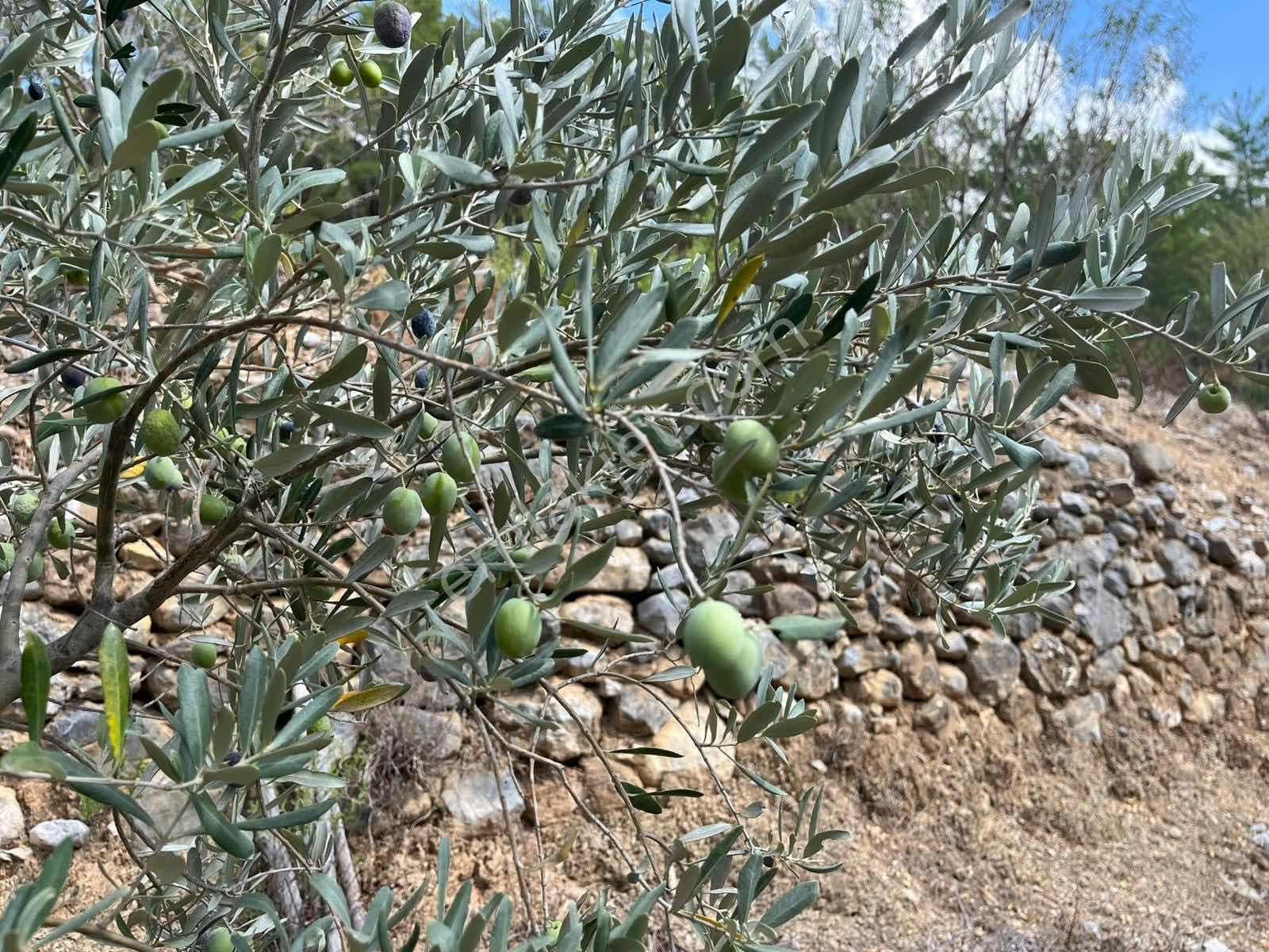 Satılık 8.300 M2 Avakado Ve Zeytin Bahçesi Fırsat Tarla - Görsel 14