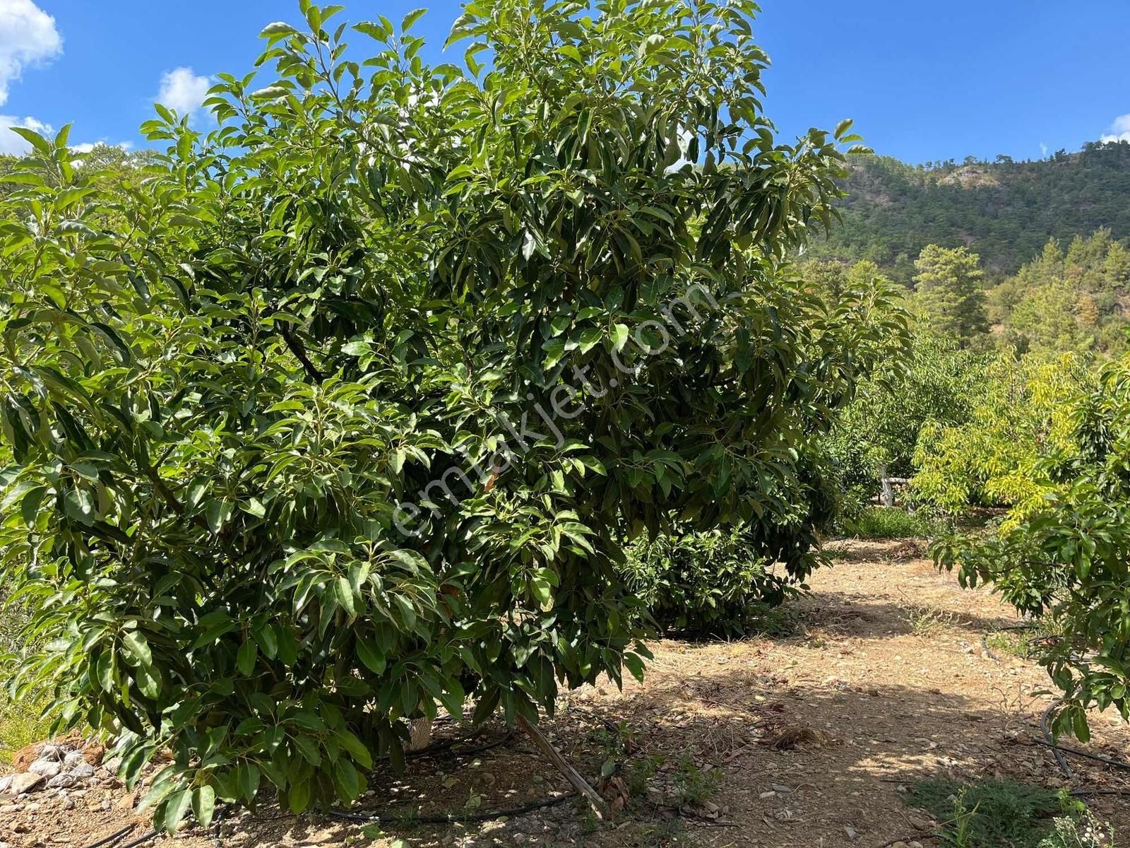 Satılık 8.300 M2 Avakado Ve Zeytin Bahçesi Fırsat Tarla