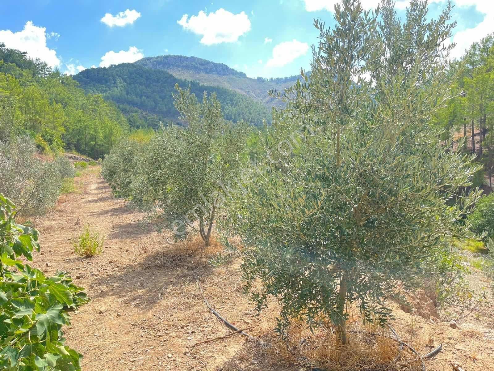 Satılık 8.300 M2 Avakado Ve Zeytin Bahçesi Fırsat Tarla - Görsel 31