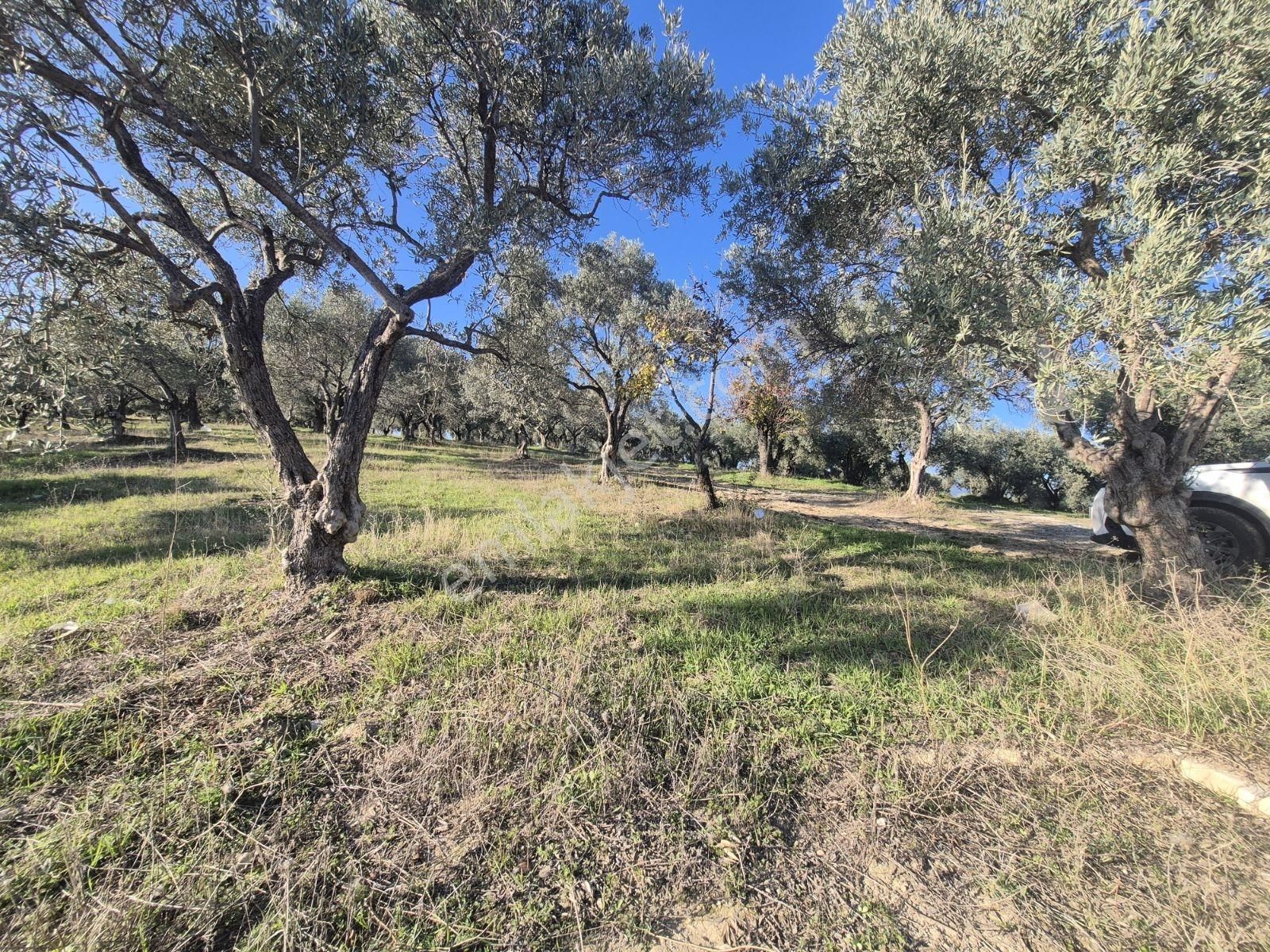 Lenora Gayrimenkül'den Torbalı Bozköy'de Tek Tapu Satılık Tarla - Görsel 8