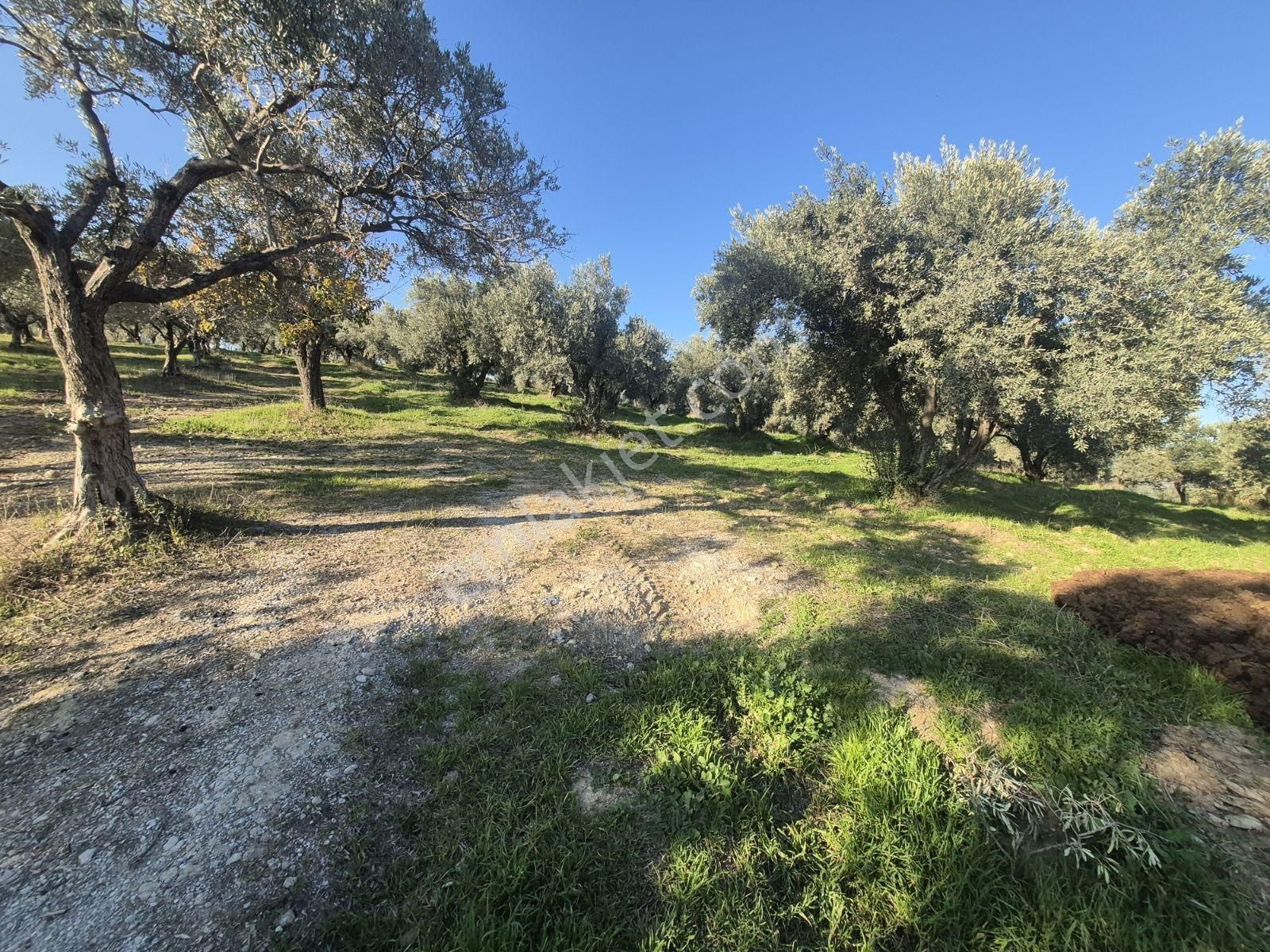 Lenora Gayrimenkül'den Torbalı Bozköy'de Tek Tapu Satılık Tarla - Görsel 5