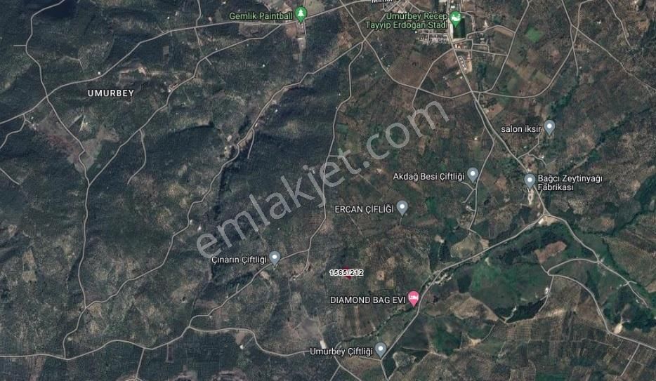 Umurbeyde Satılık Zeytinlik - Görsel 2