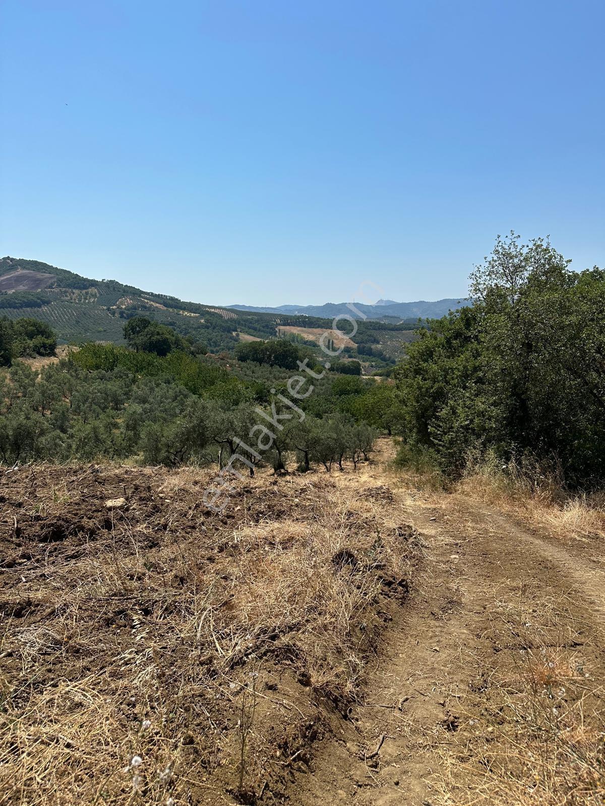 Muratoba Köyünde Yol Kenarında Satılık Zeytinlik - Görsel 4