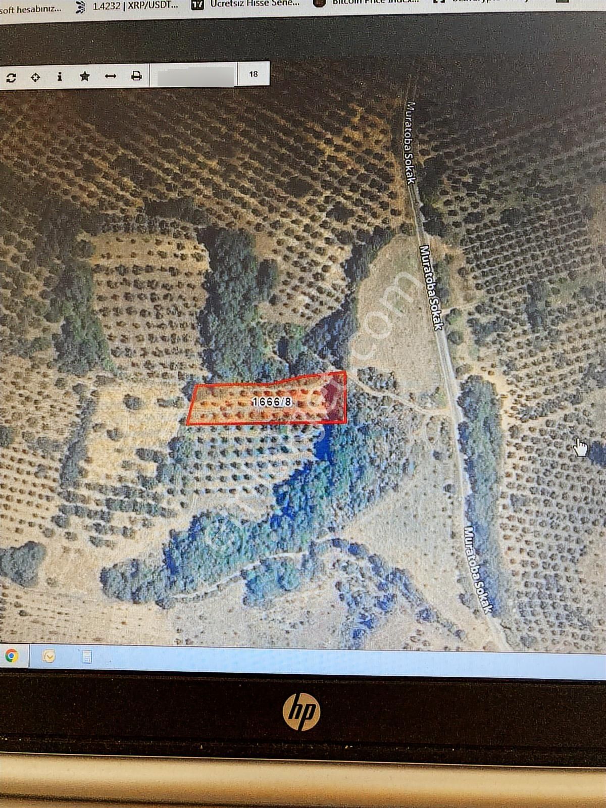 Muratoba Köyünde Yol Kenarında Satılık Zeytinlik