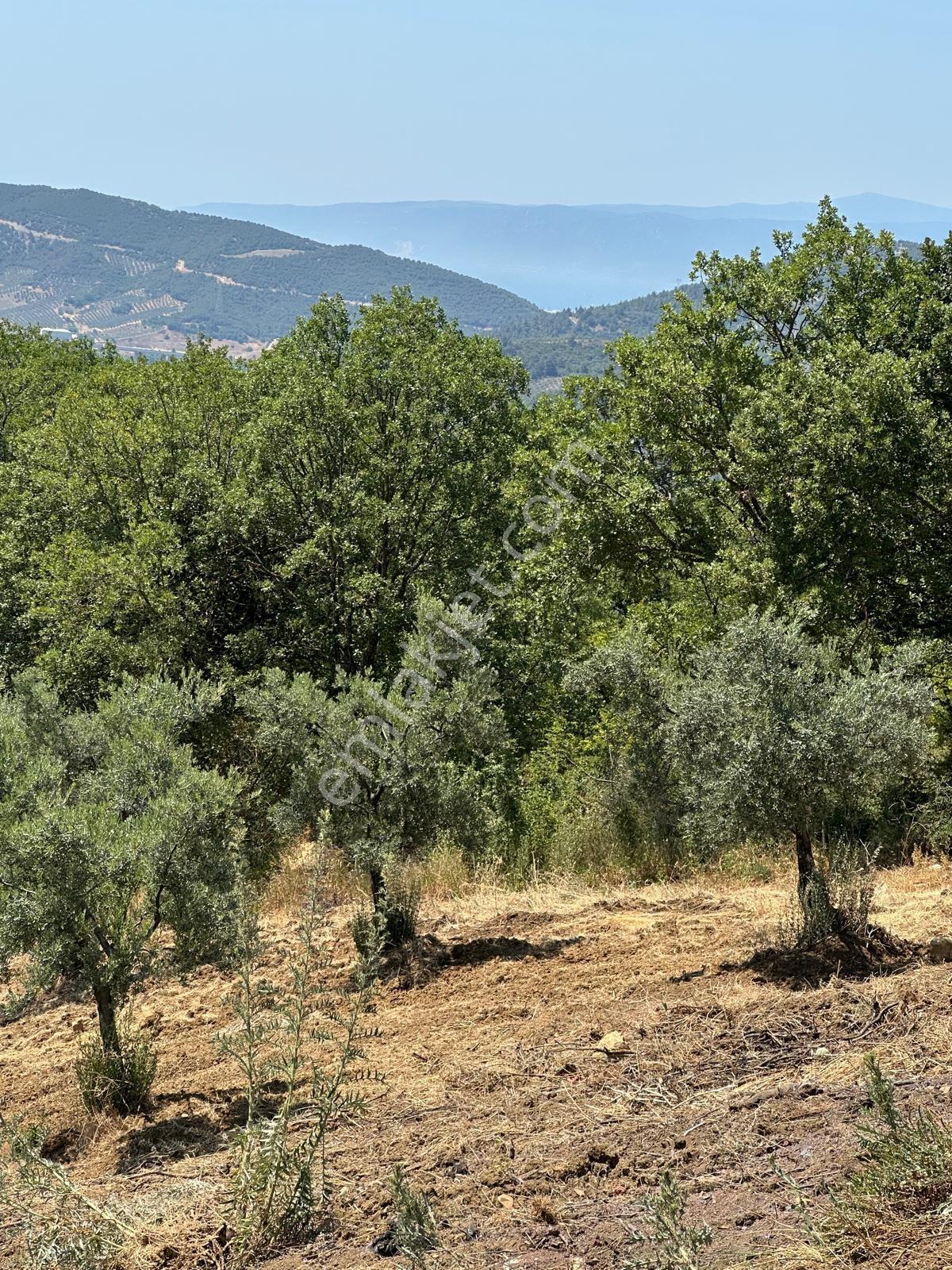Muratoba Köyünde Yol Kenarında Satılık Zeytinlik - Görsel 13