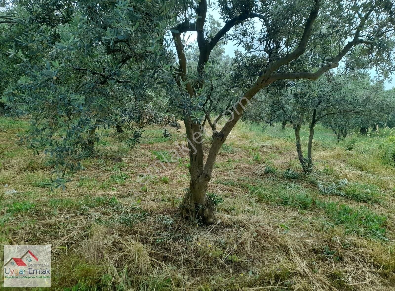 Orhangazi Üreılde Mustakil Köşe Bahçe Bungola Evinı Yap Otur - Görsel 12