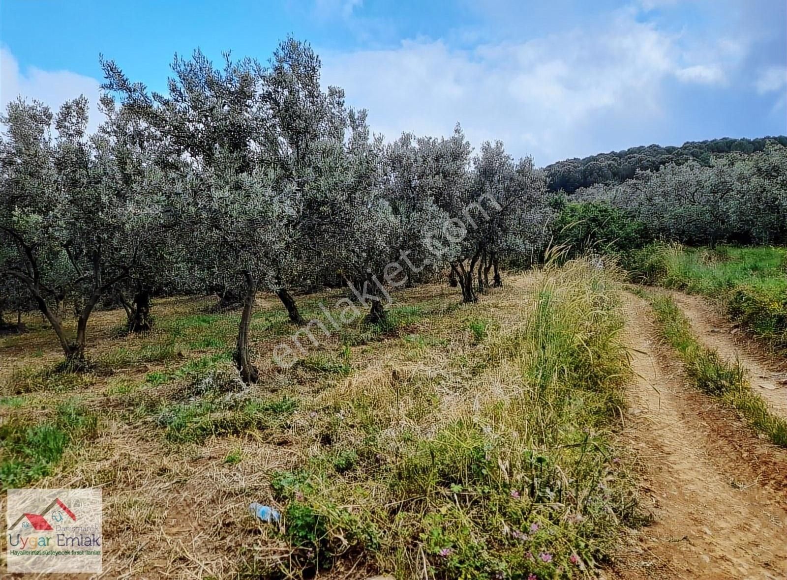 Orhangazi Üreılde Mustakil Köşe Bahçe Bungola Evinı Yap Otur - Görsel 10