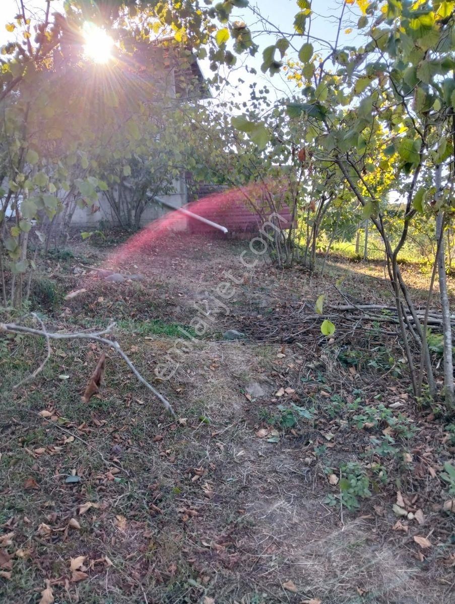 Büyük İndirim!!! Damla Emlak'tan Terme'de 3587 M2 Fındık Bahçesi