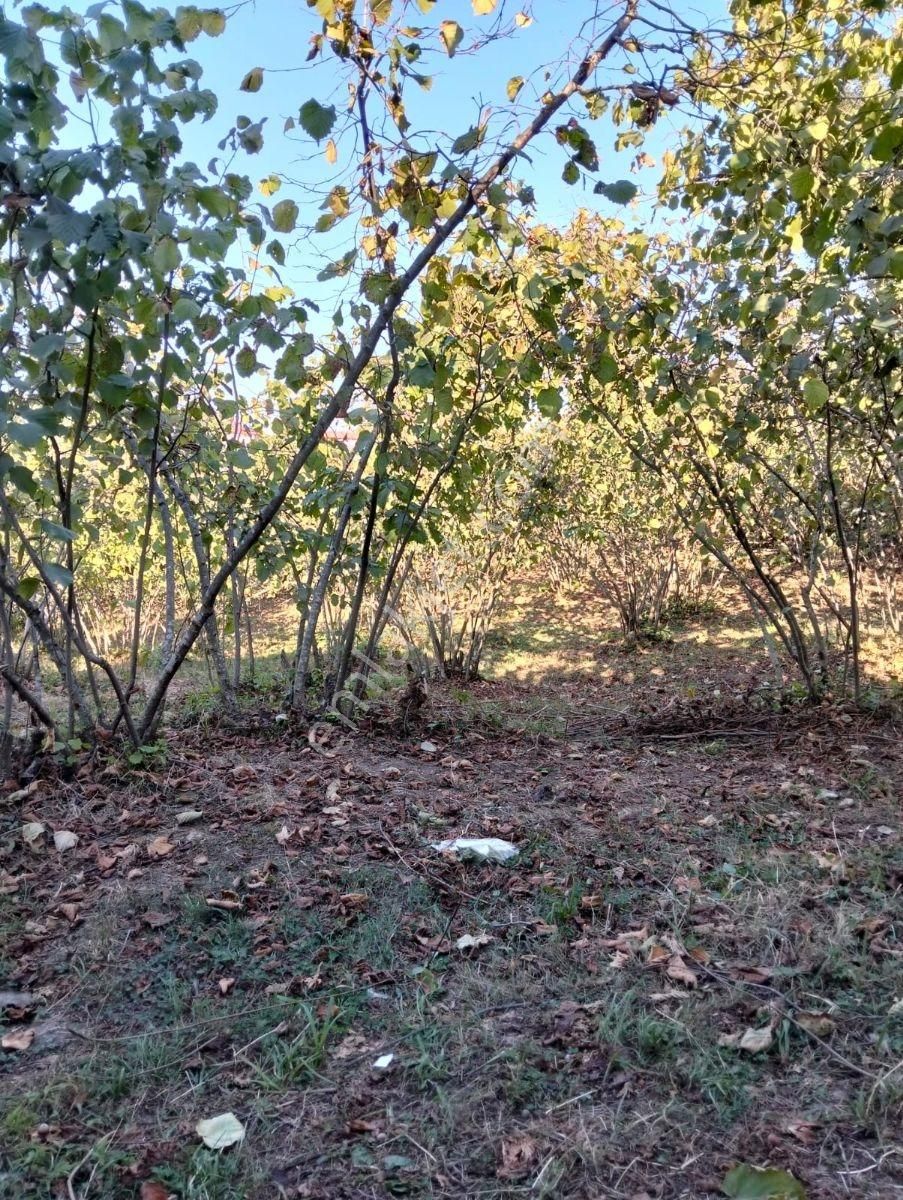 Büyük İndirim!!! Damla Emlak'tan Terme'de 3587 M2 Fındık Bahçesi - Görsel 5