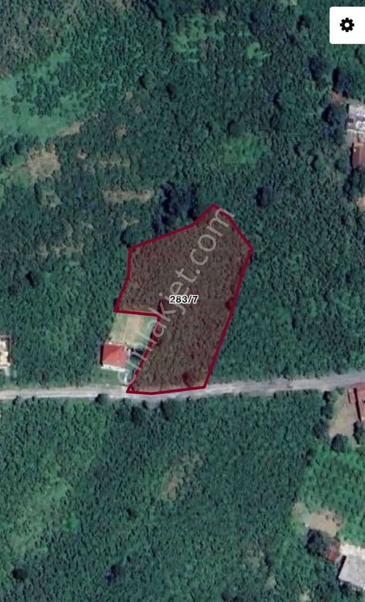 Büyük İndirim!!! Damla Emlak'tan Terme'de 3587 M2 Fındık Bahçesi - Görsel 9