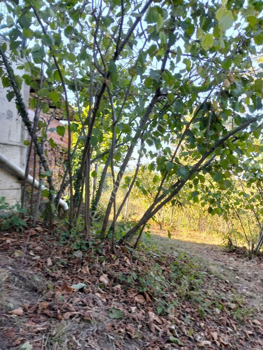 Büyük İndirim!!! Damla Emlak'tan Terme'de 3587 M2 Fındık Bahçesi - Görsel 11