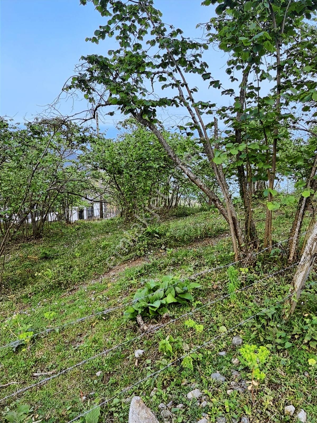 Gökdemir Gayrimenkulden Satılık Arsa Veya Fındık Bahcesi - Görsel 33