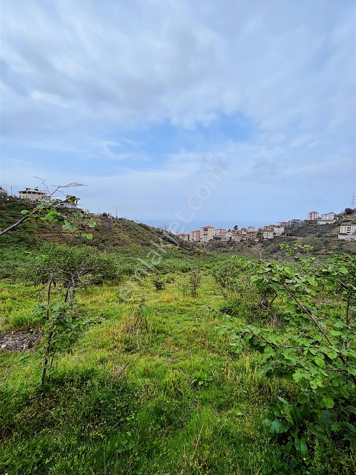 Gökdemir Gayrimenkulden Satılık Arsa Veya Fındık Bahcesi - Görsel 15