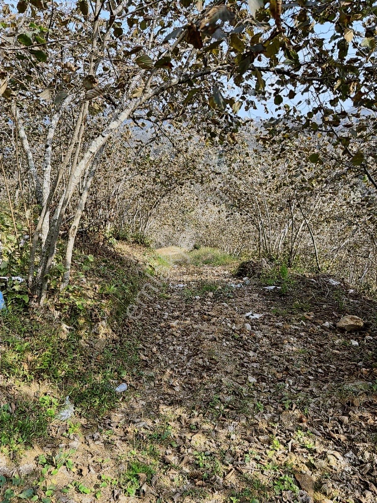 Gökdemir Gayrimenkulden Satılık Fındık Bahcesi - Görsel 11