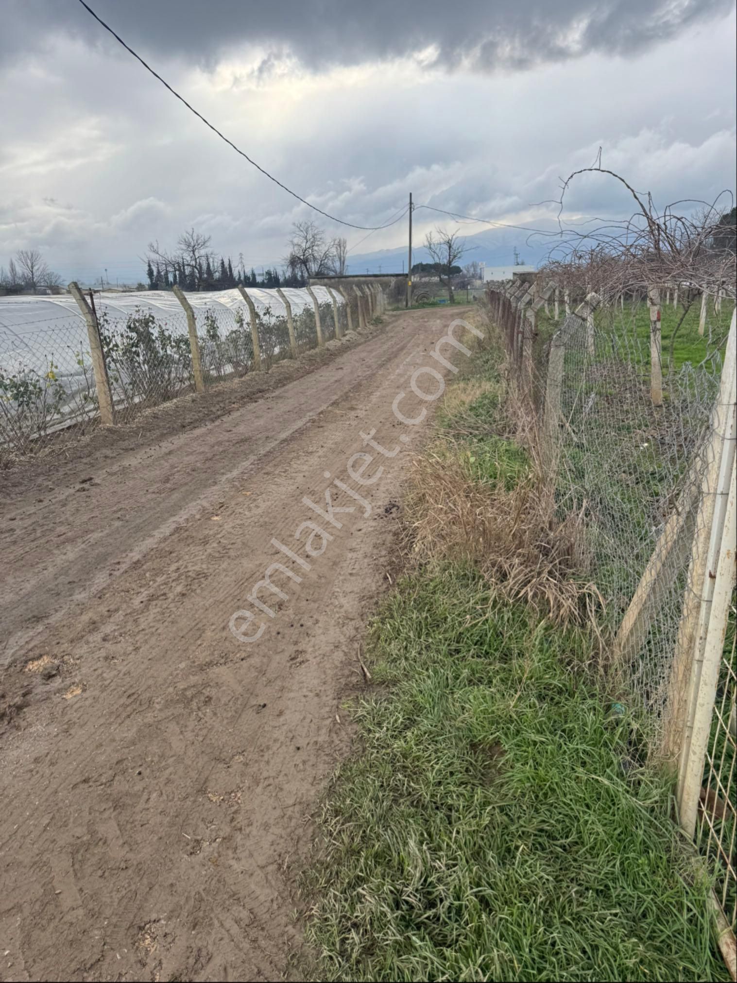 Satılık Kivi Bahçesi - Görsel 17