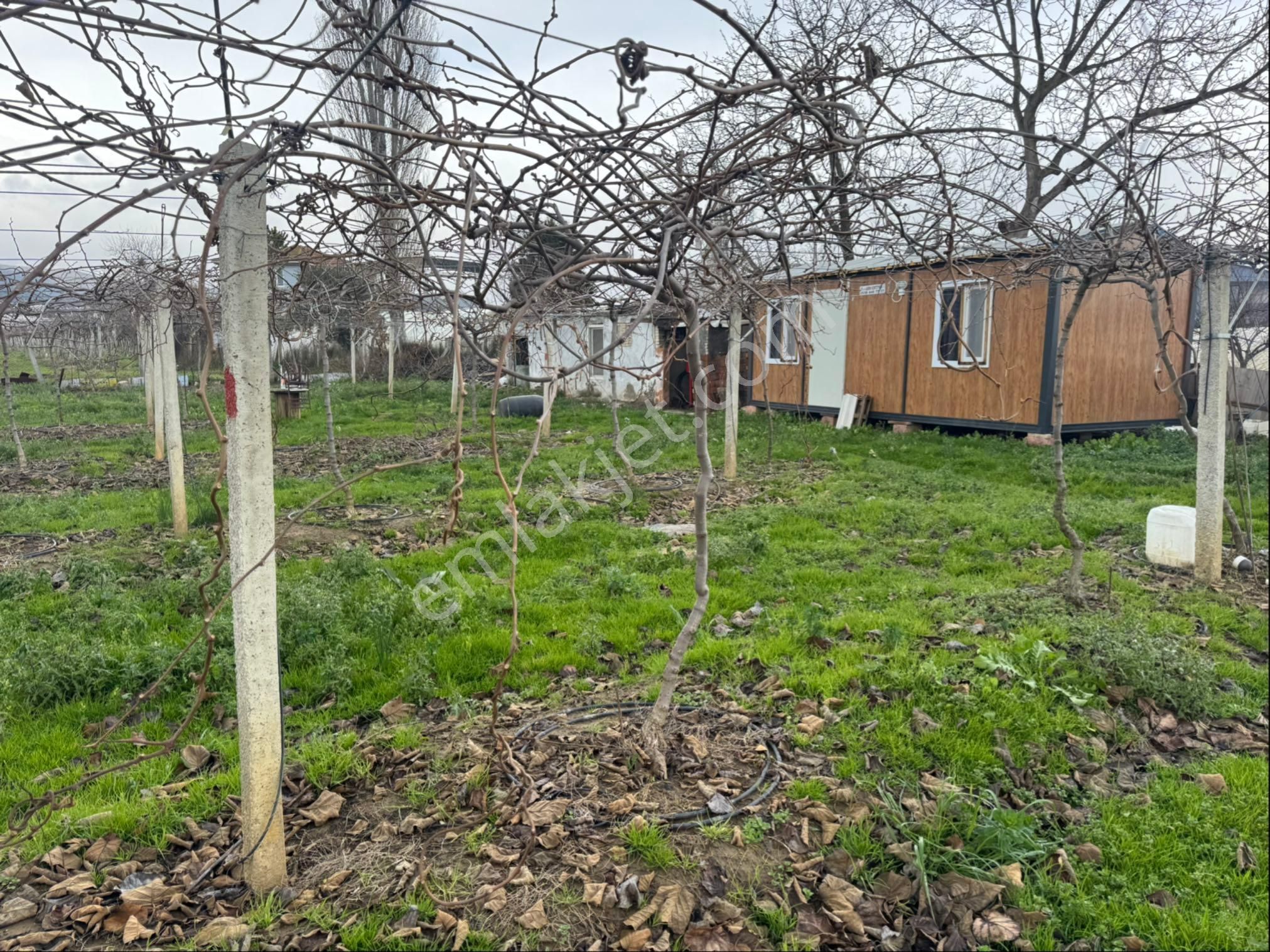 Satılık Kivi Bahçesi - Görsel 15