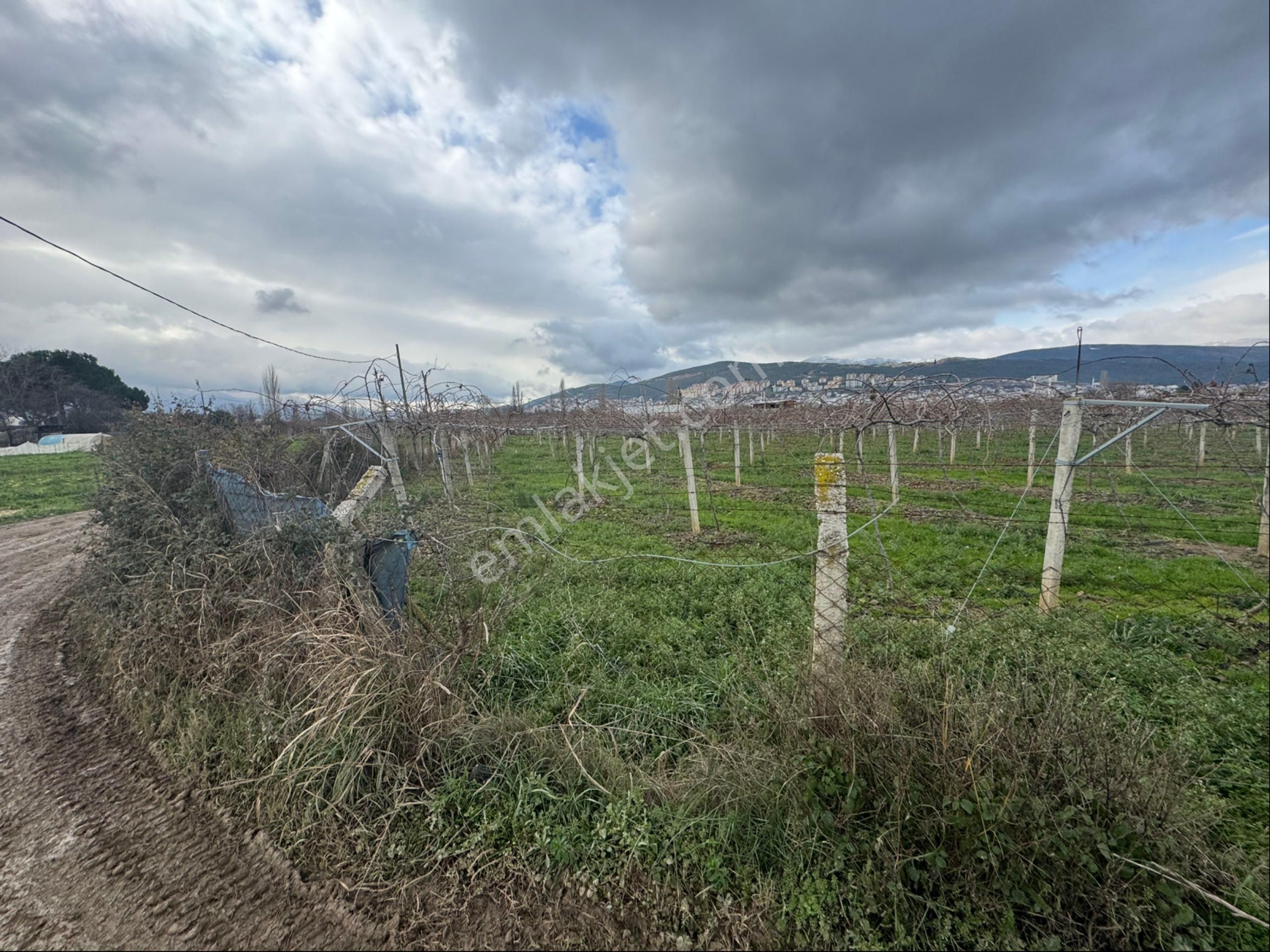 Satılık Kivi Bahçesi - Görsel 7