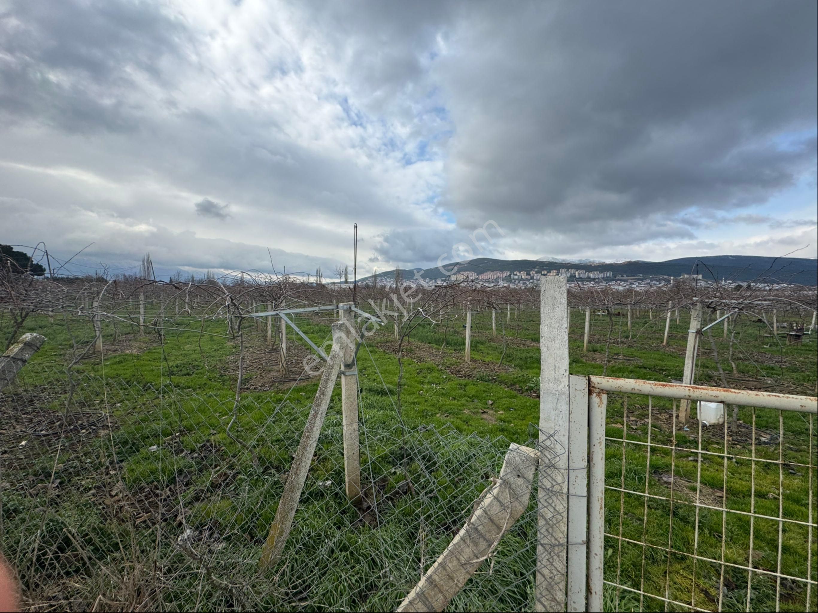 Satılık Kivi Bahçesi - Görsel 5