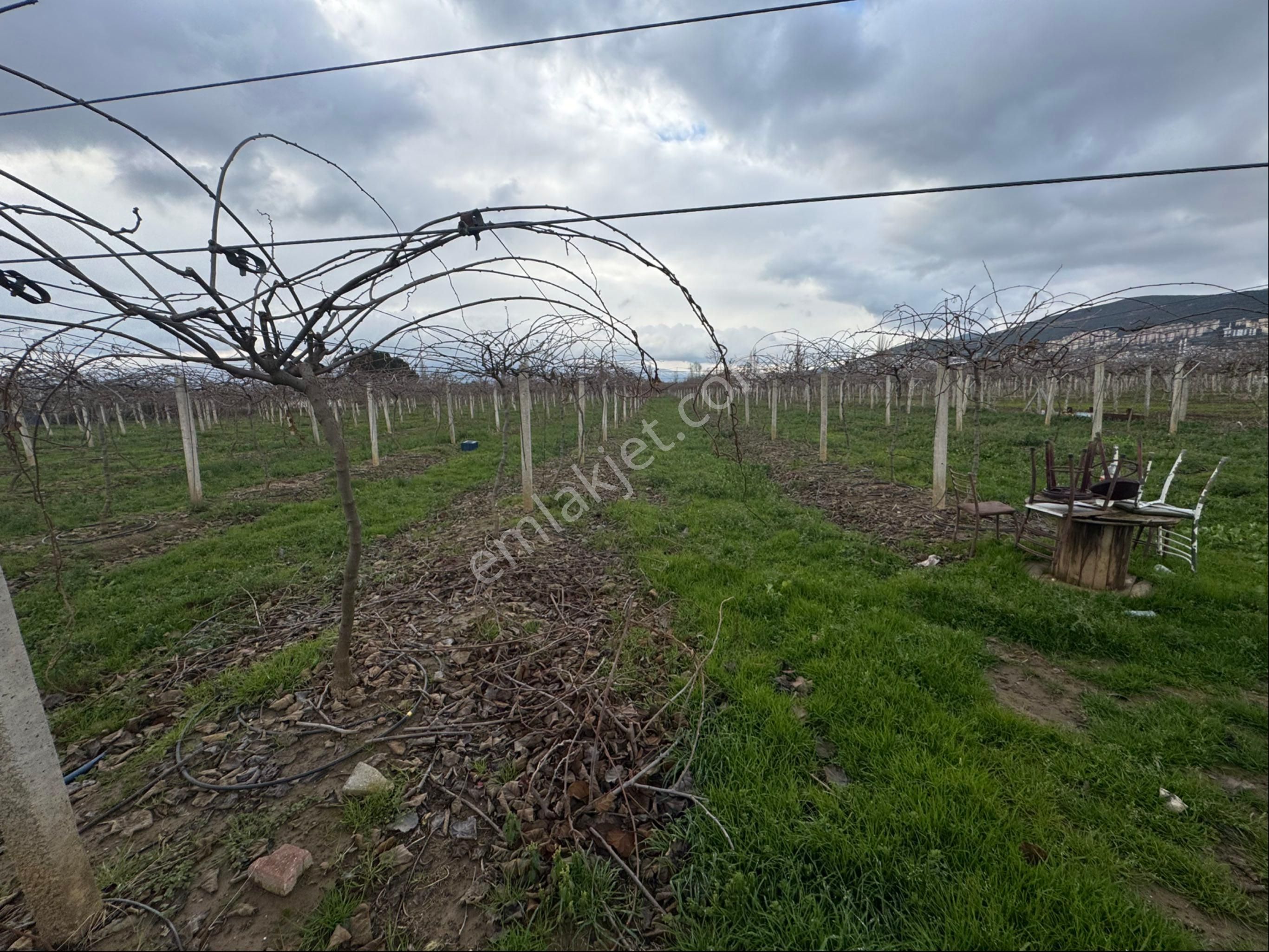 Satılık Kivi Bahçesi - Görsel 9