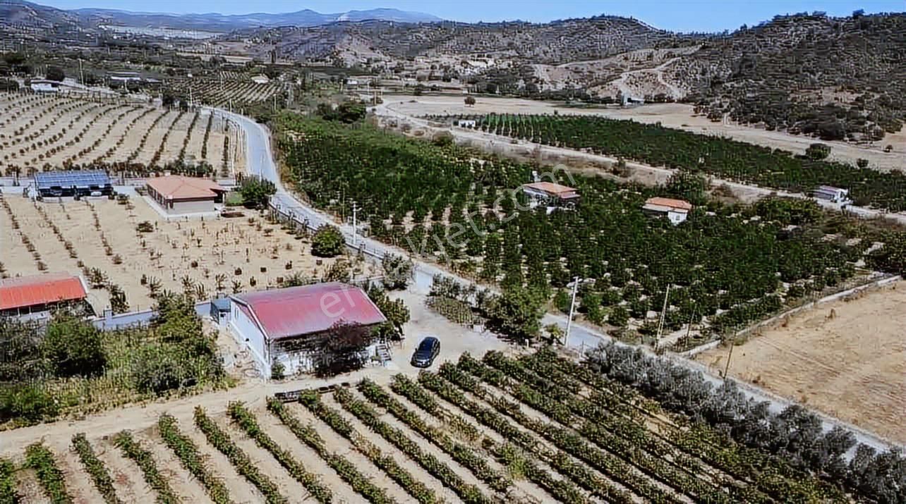Seferihisar Yatırımlık 10 Dönüm Bağ,asfalt Yol Cepheli - Görsel 2