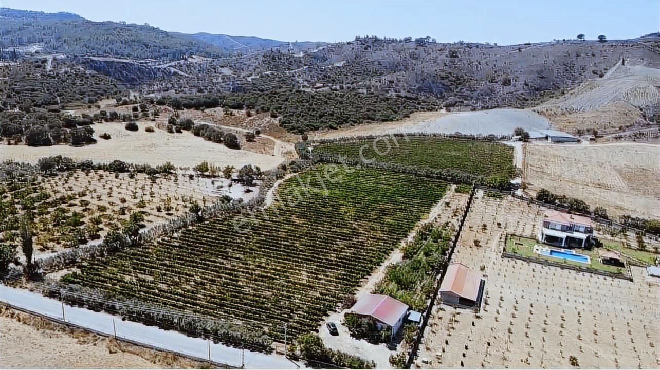 Seferihisar Yatırımlık 10 Dönüm Bağ,asfalt Yol Cepheli - Görsel 6
