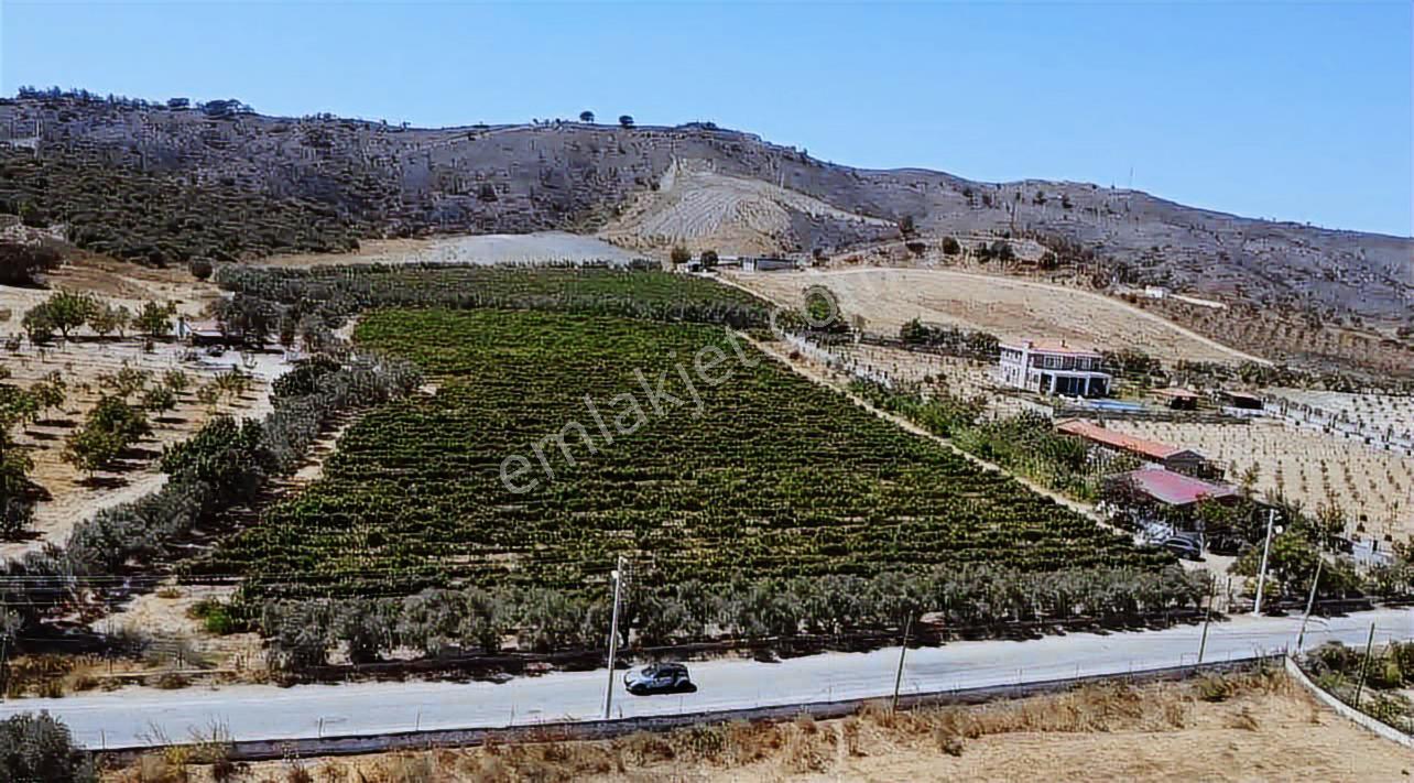 Seferihisar Yatırımlık 10 Dönüm Bağ,asfalt Yol Cepheli - Görsel 3