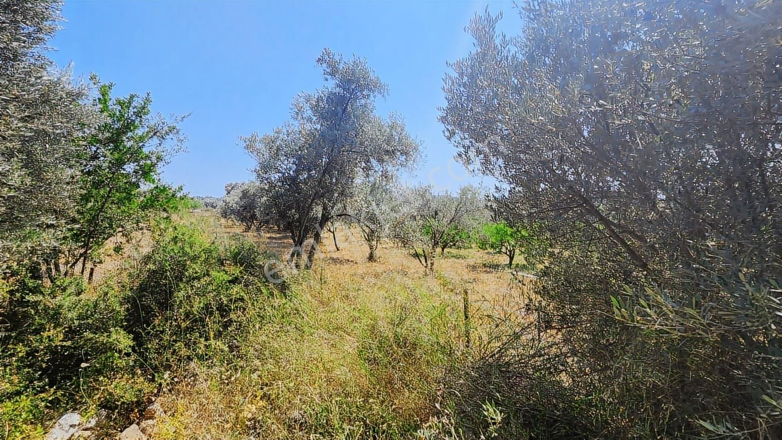 Seferihisar Sığacık Da Satılık Mandalina Zeytin Bahçesi - Görsel 20