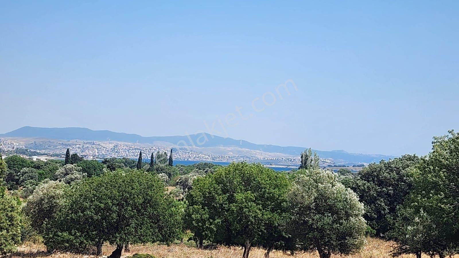 Seferihisar Sığacık Da Satılık Mandalina Zeytin Bahçesi - Görsel 4