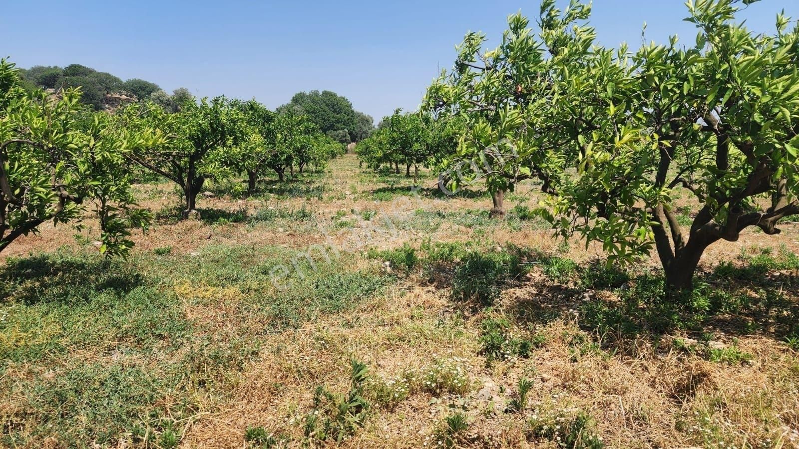 Seferihisar Sığacık Da Satılık Mandalina Zeytin Bahçesi - Görsel 8