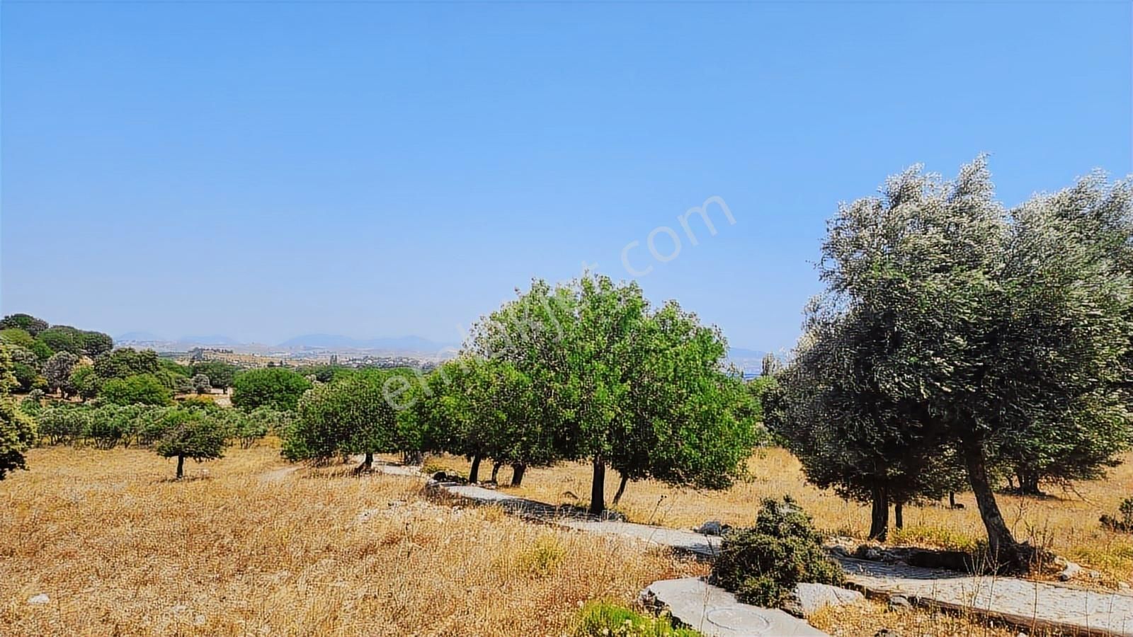 Seferihisar Sığacık Da Satılık Mandalina Zeytin Bahçesi - Görsel 23